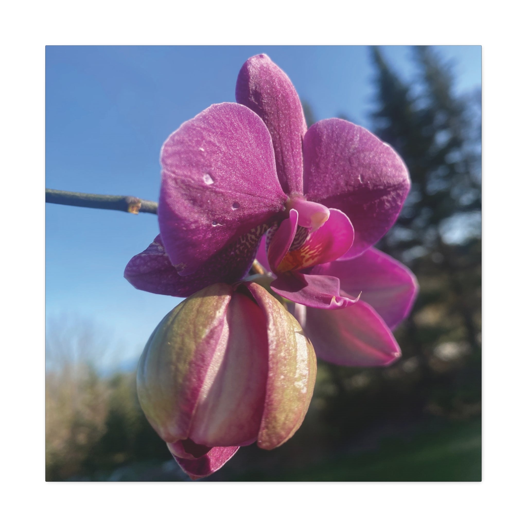 Fuchsia Orchid c Matte Canvas Wall Art — Stretched 1.25"