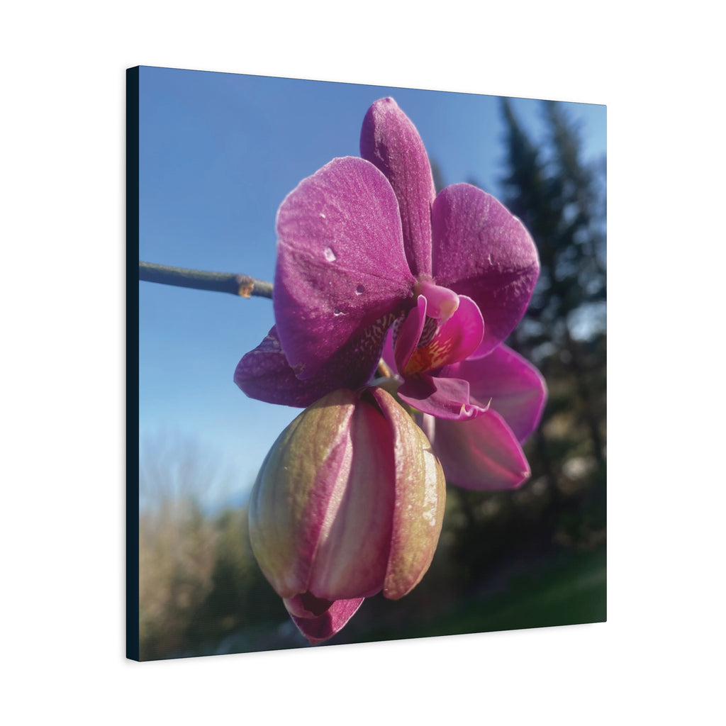 Fuchsia Orchid c Matte Canvas Wall Art — Stretched 1.25"