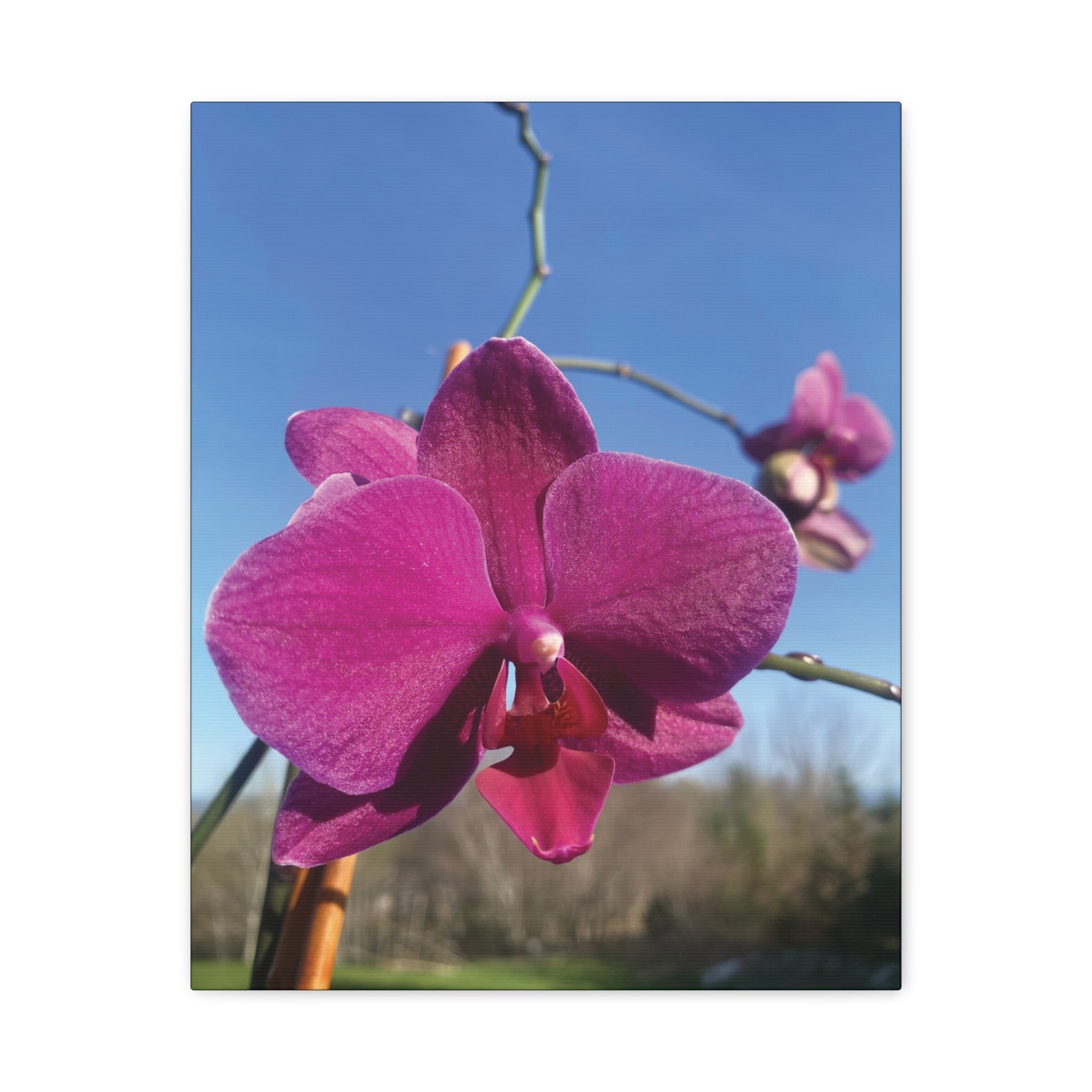 Fuchsia Orchid a Spring Photo Canvas Print — Matte Stretched 1.25"