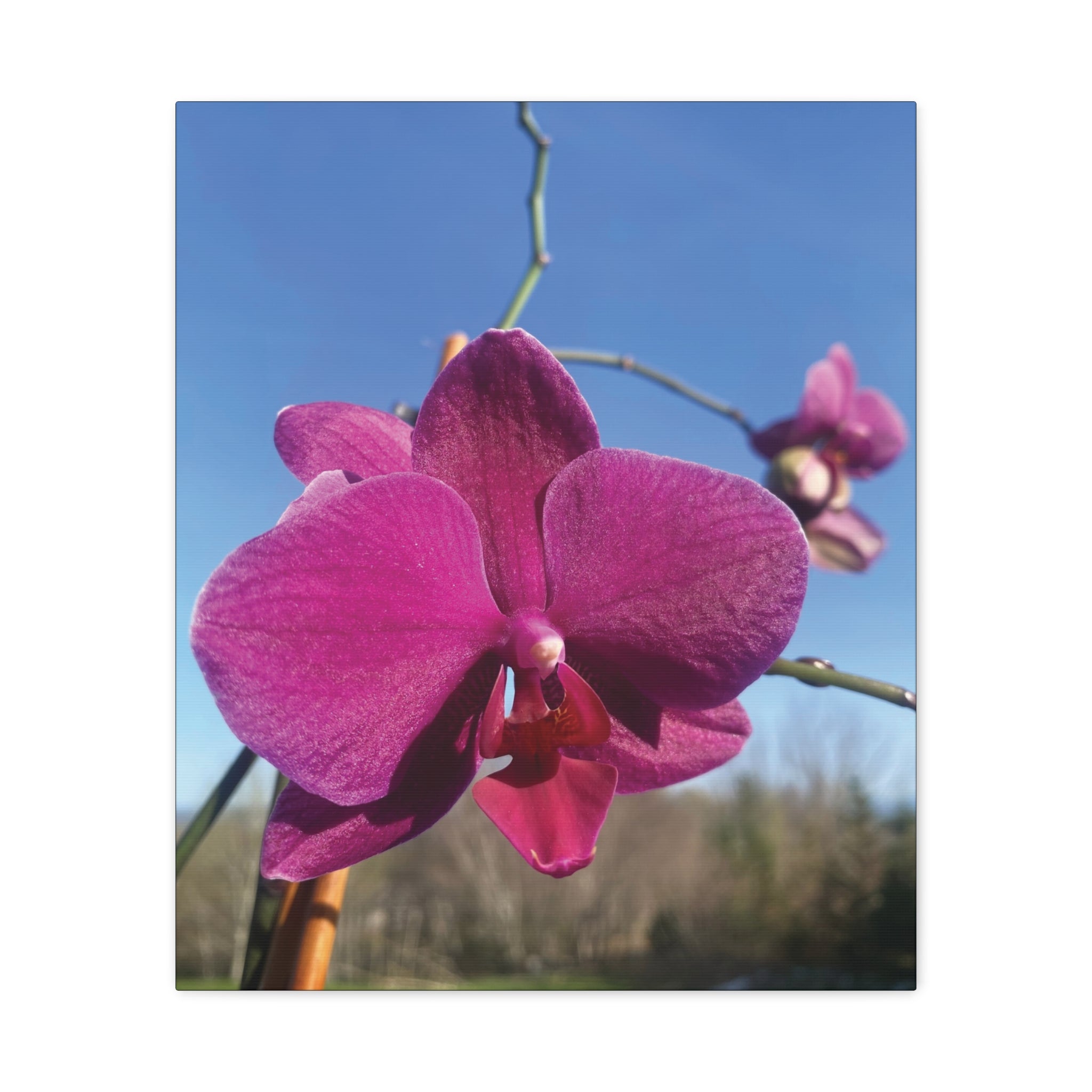Fuchsia Orchid a Spring Photo Canvas Print — Matte Stretched 1.25"