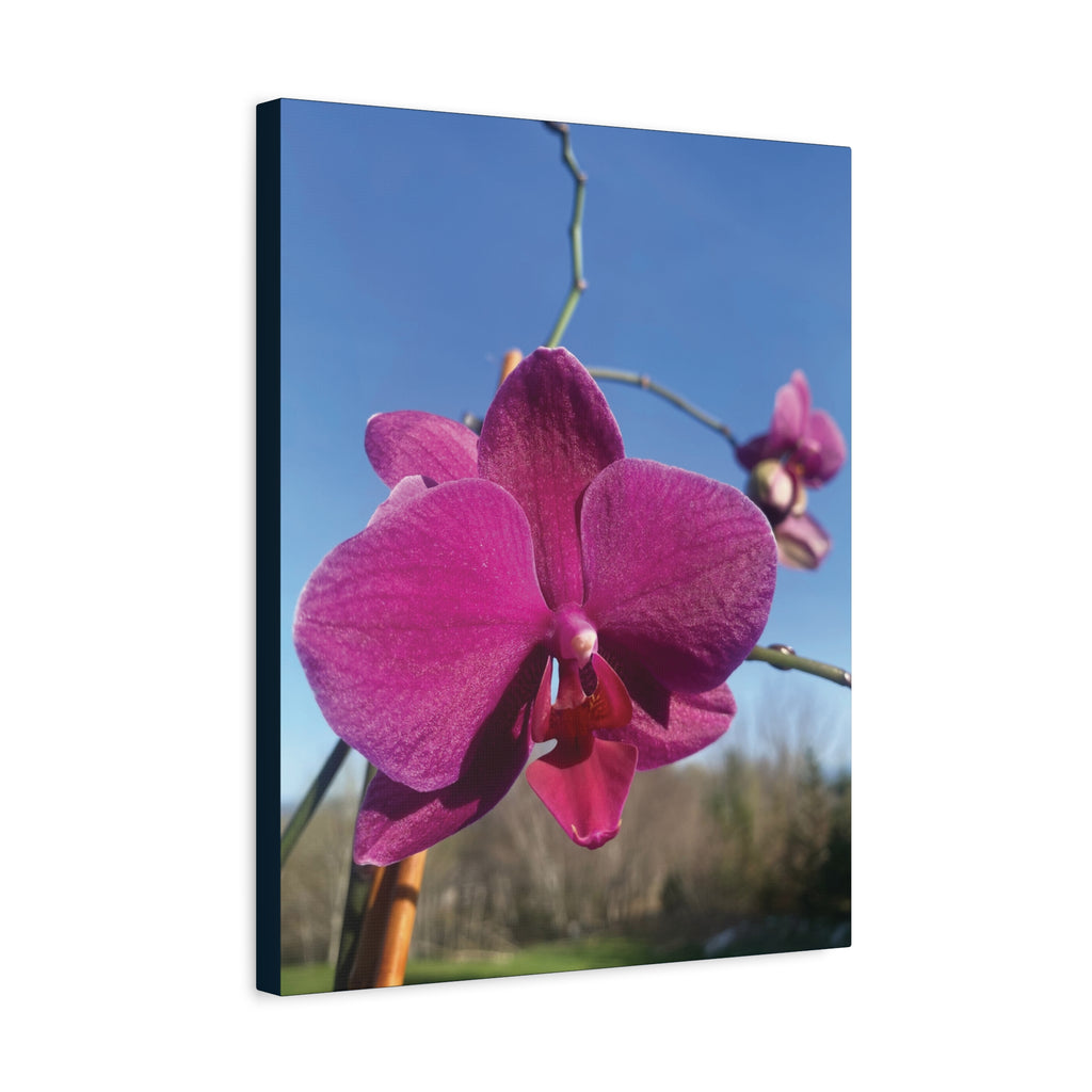 Fuchsia Orchid a Spring Photo Canvas Print — Matte Stretched 1.25"