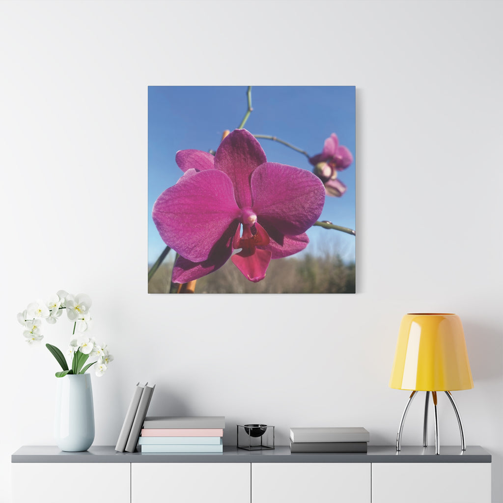 Fuchsia Orchid a Spring Photo Canvas Print — Matte Stretched 1.25"