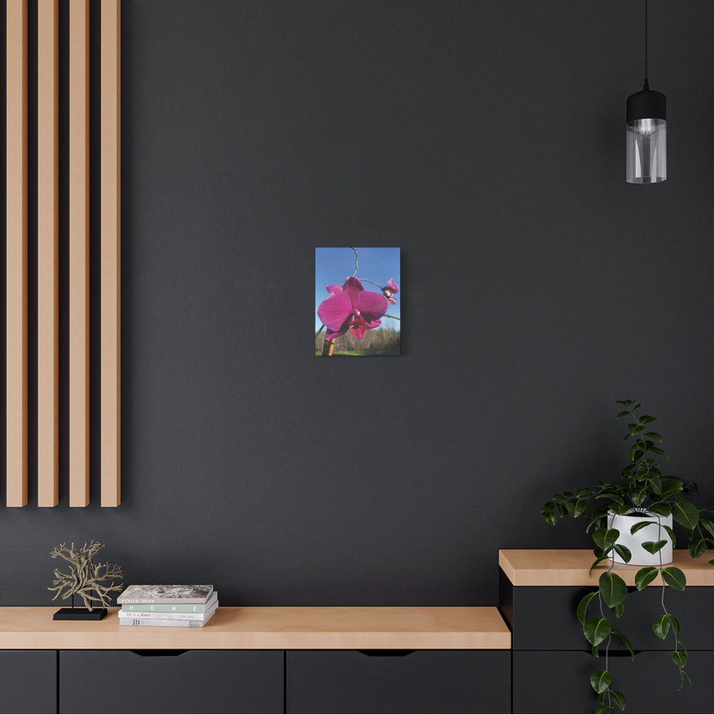 Fuchsia Orchid a Spring Photo Canvas Print — Matte Stretched 1.25"