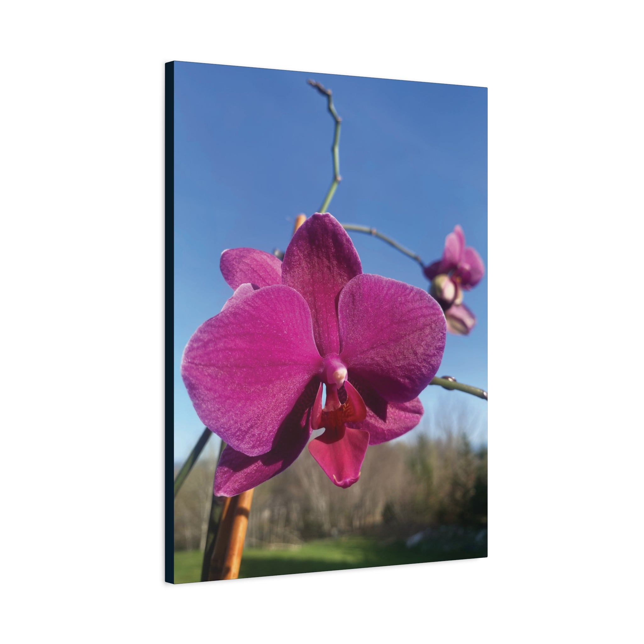 Fuchsia Orchid a Spring Photo Canvas Print — Matte Stretched 1.25"