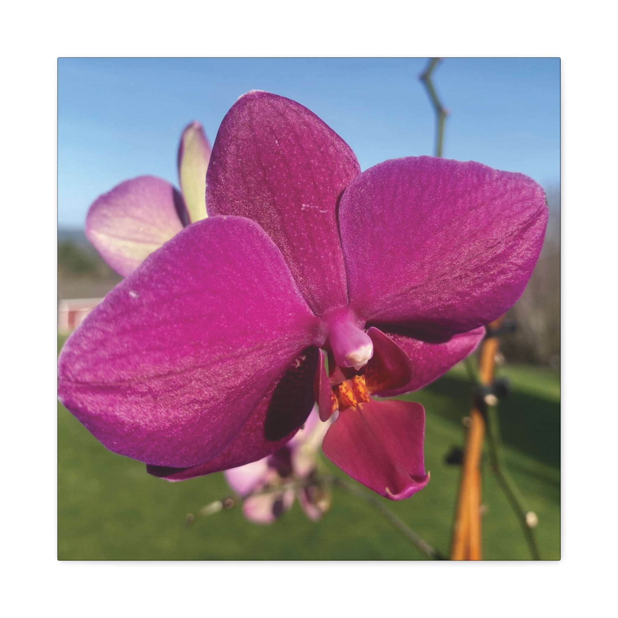 Fuchsia Orchid b Matte Canvas Wall Art — Stretched 1.25"