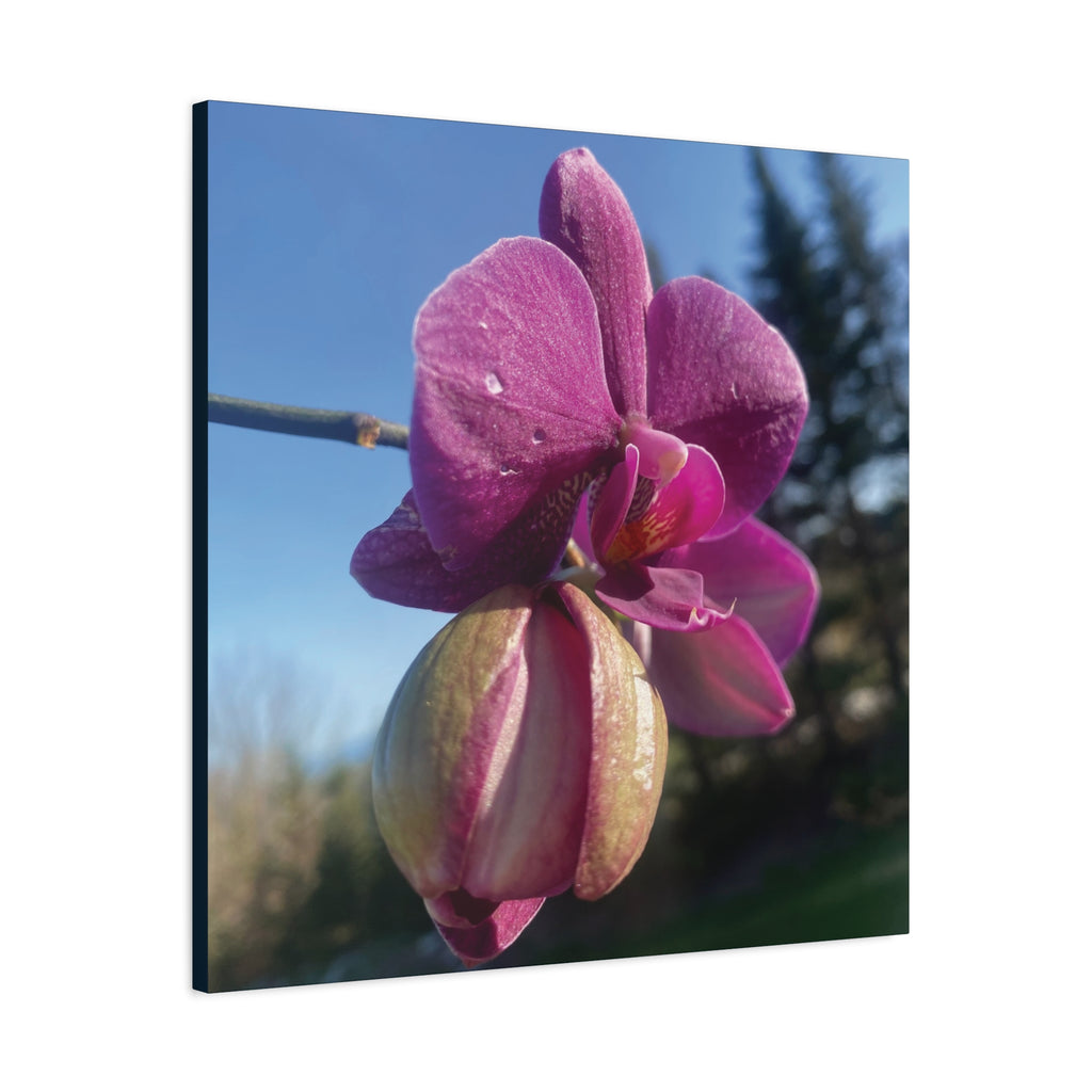 Fuchsia Orchid c Matte Canvas Wall Art — Stretched 1.25"