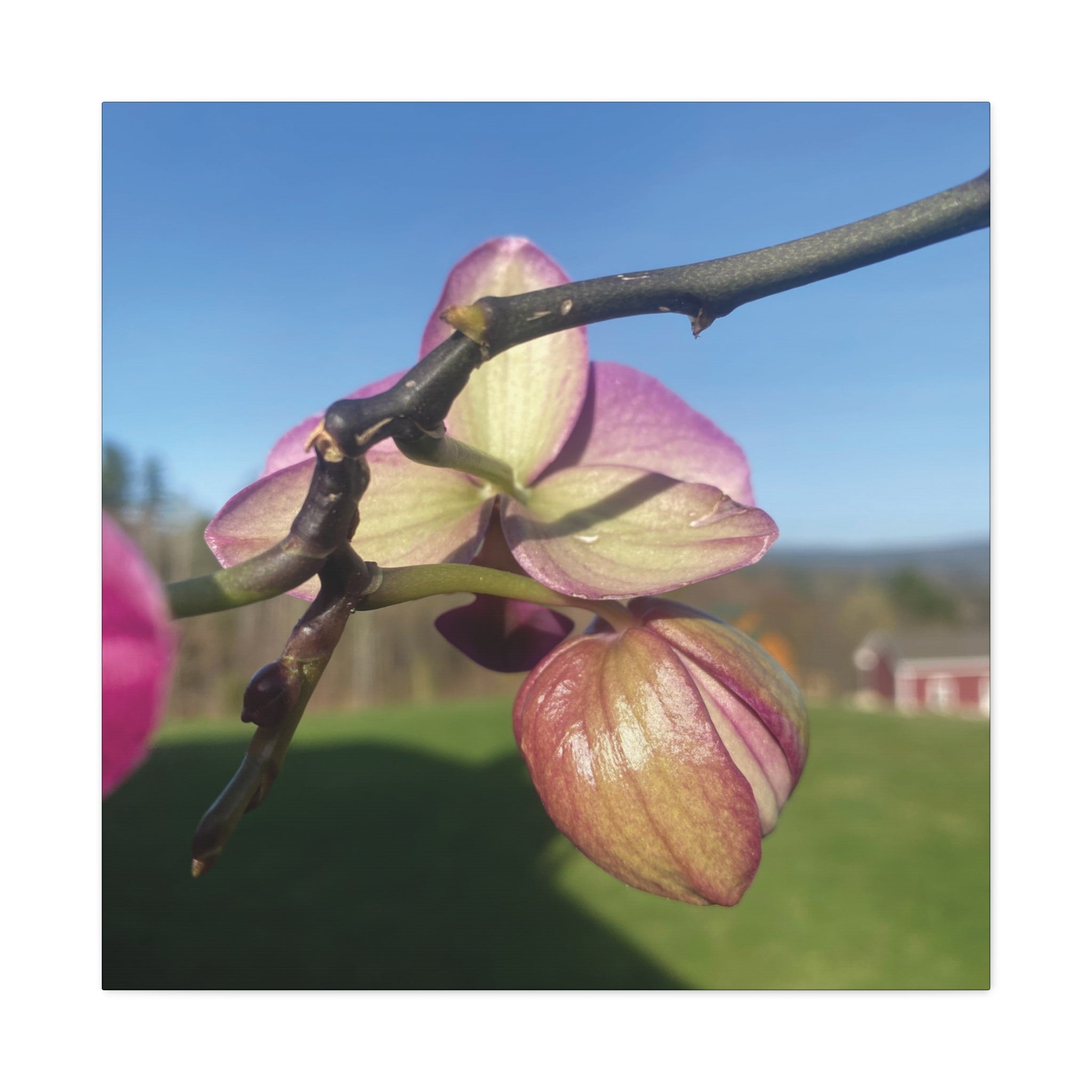 Fuchsia Orchid d Matte Canvas Wall Art — Stretched 1.25"