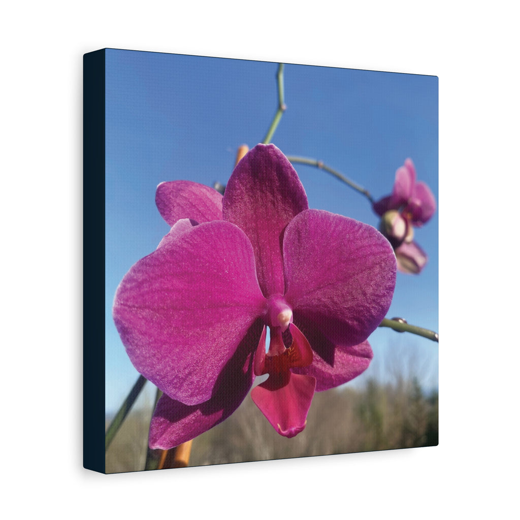 Fuchsia Orchid a Spring Photo Canvas Print — Matte Stretched 1.25"