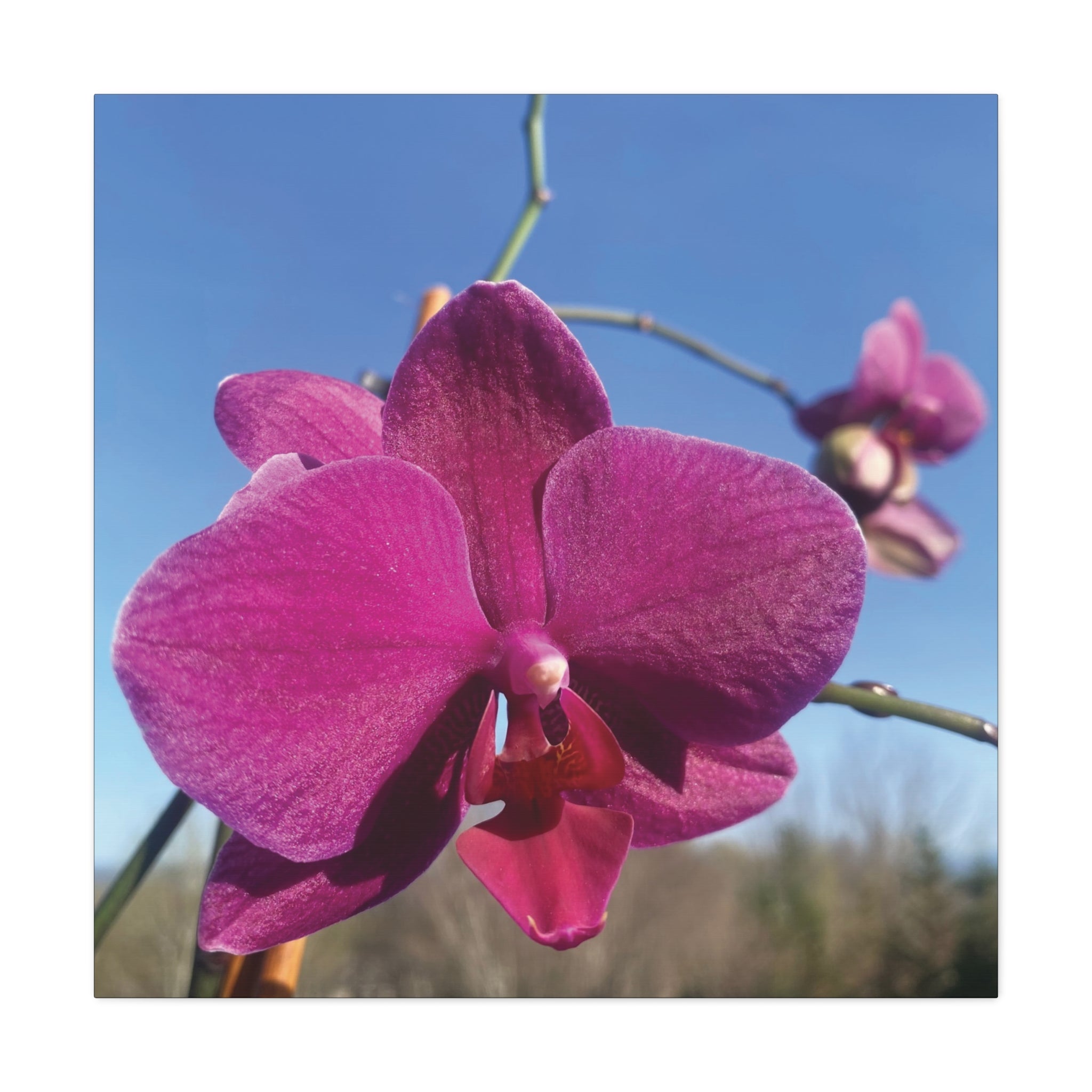 Fuchsia Orchid a Spring Photo Canvas Print — Matte Stretched 1.25"