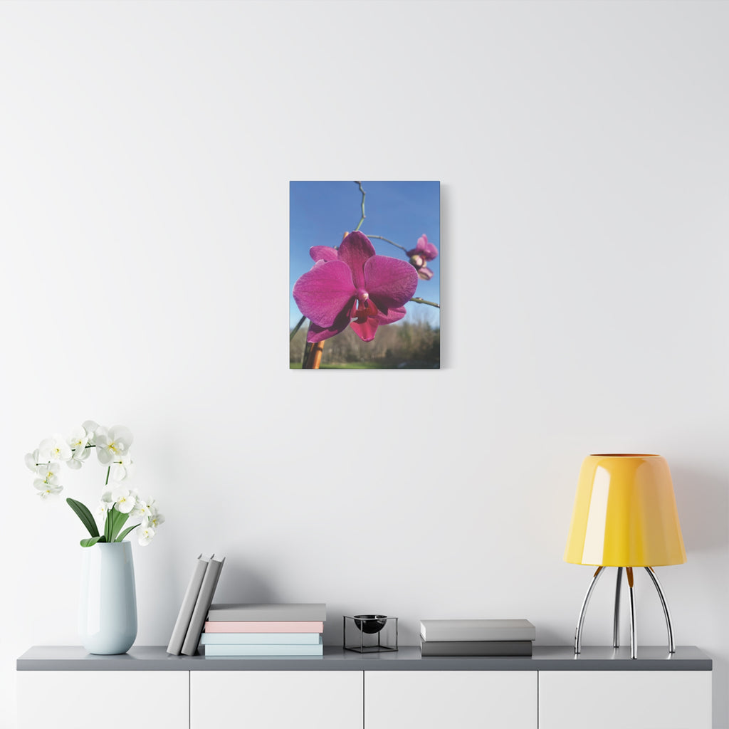 Fuchsia Orchid a Spring Photo Canvas Print — Matte Stretched 1.25"
