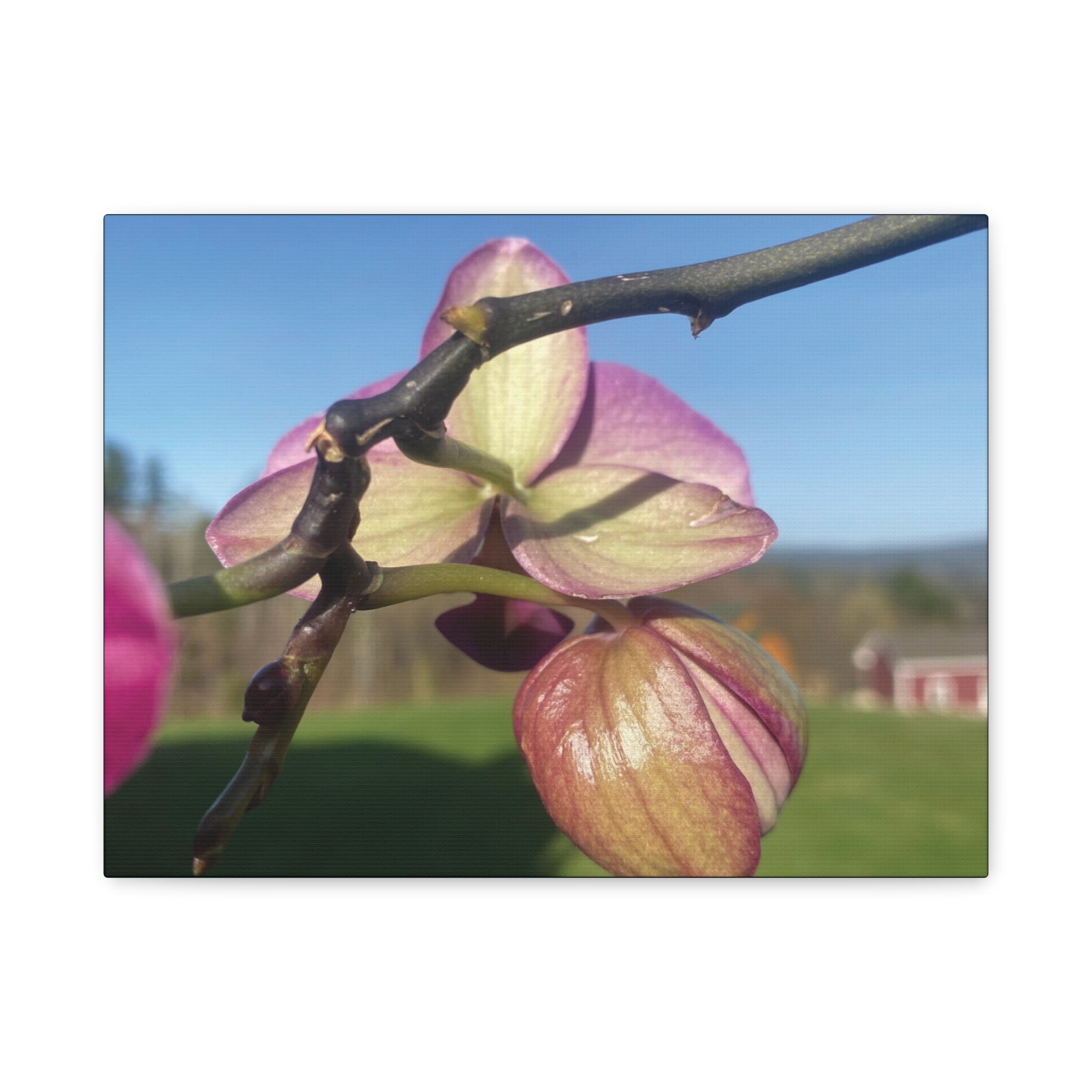 Fuchsia Orchid d Matte Canvas Wall Art — Stretched 1.25"