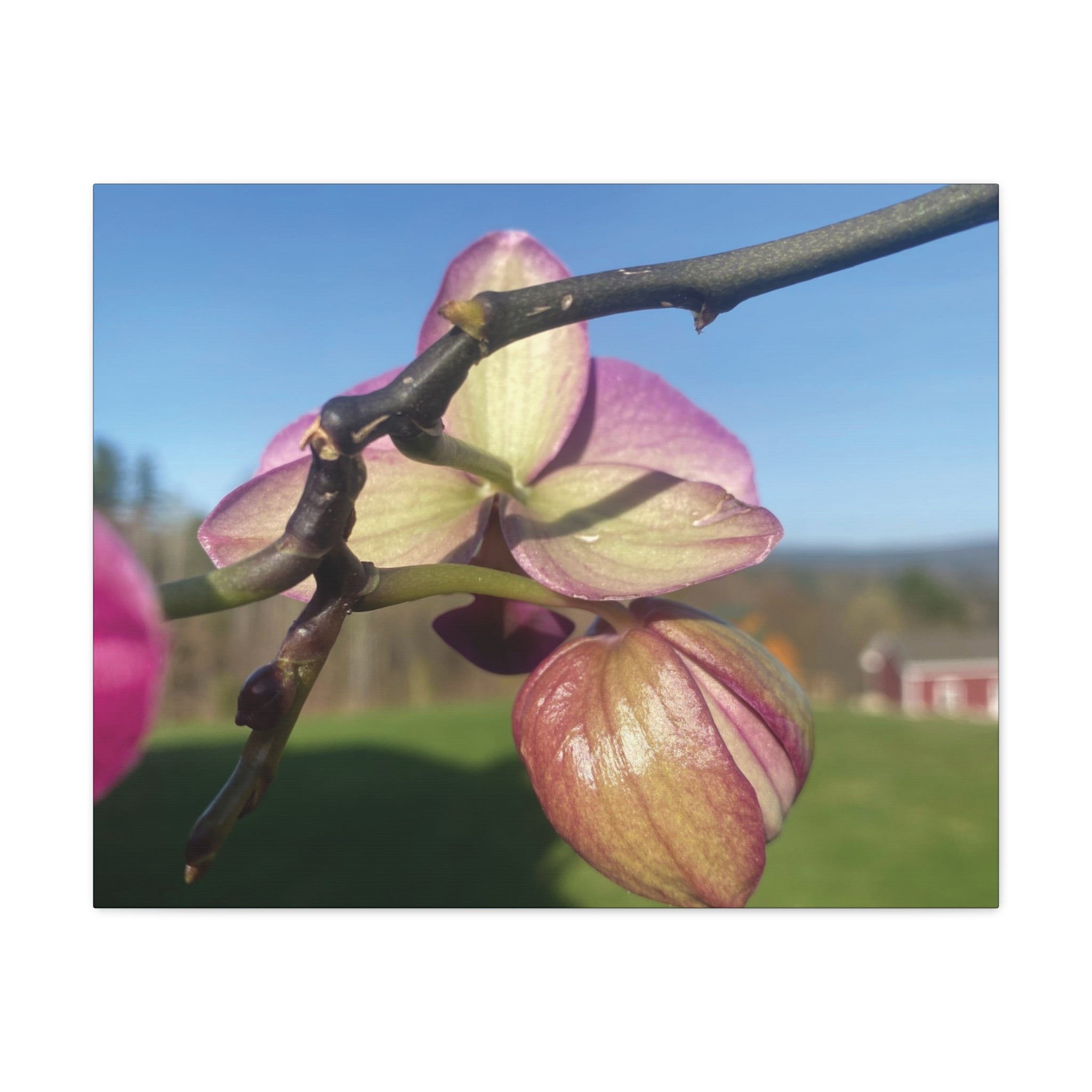Fuchsia Orchid d Matte Canvas Wall Art — Stretched 1.25"