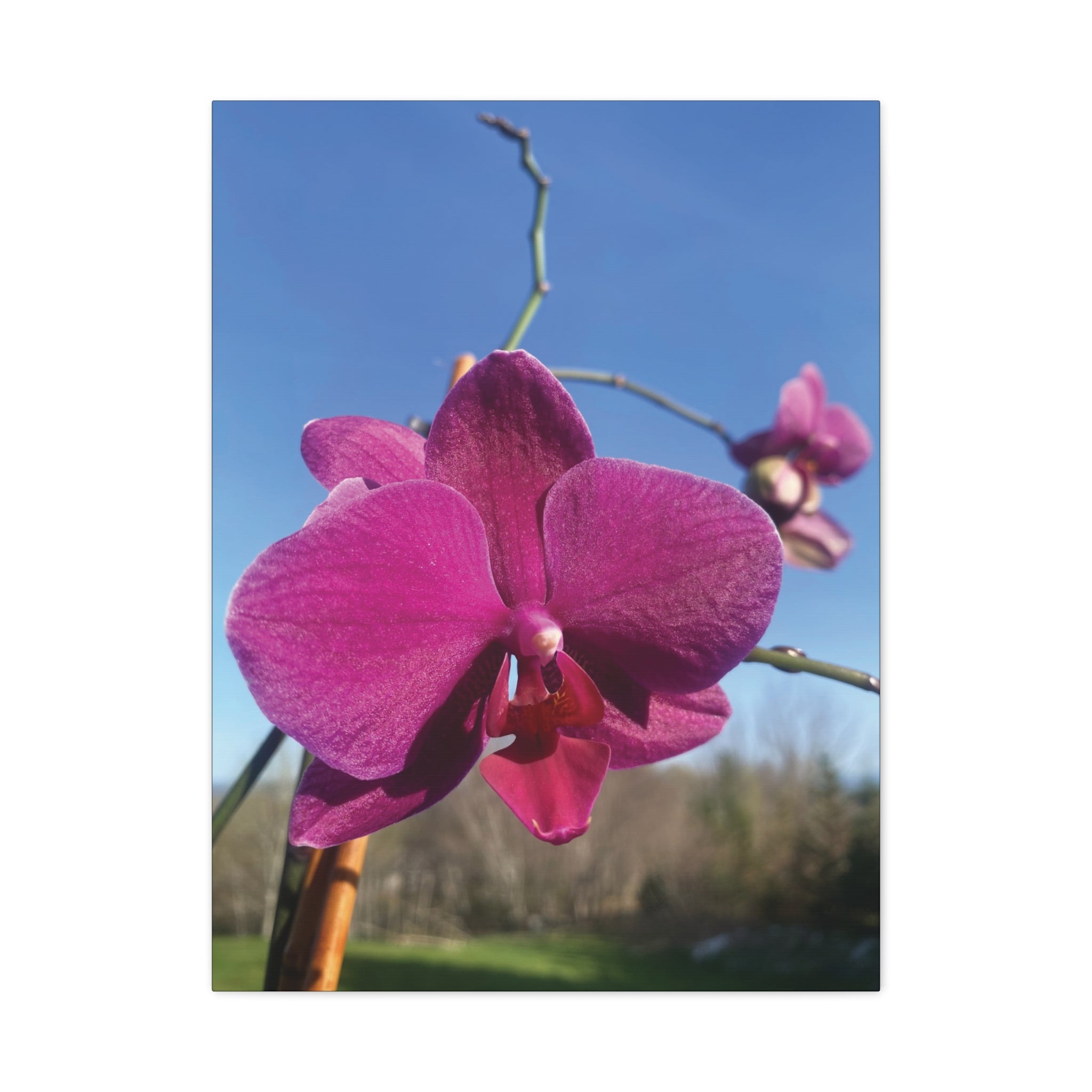 Fuchsia Orchid a Spring Photo Canvas Print — Matte Stretched 1.25"
