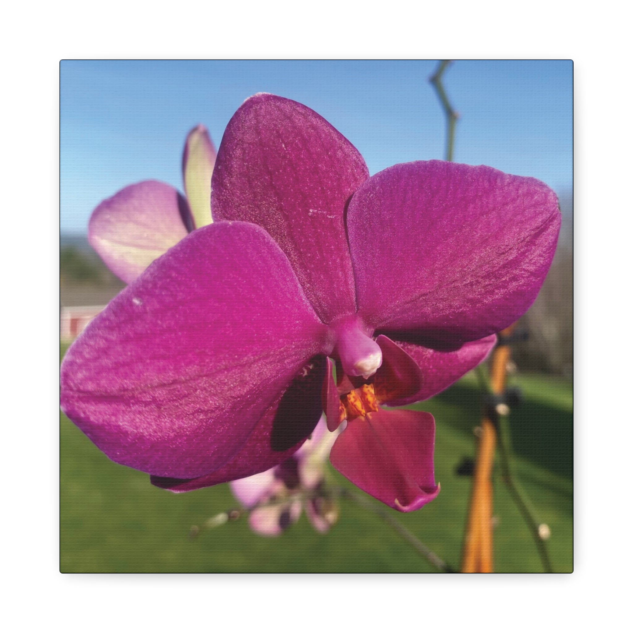 Fuchsia Orchid b Matte Canvas Wall Art — Stretched 1.25"
