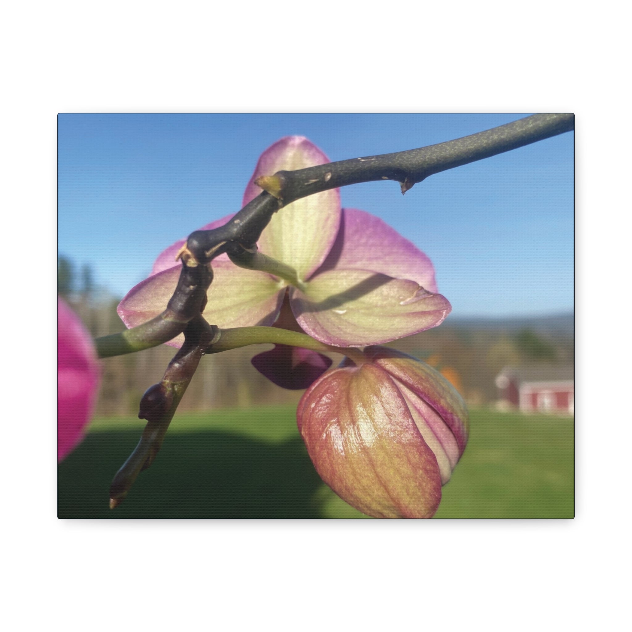 Fuchsia Orchid d Matte Canvas Wall Art — Stretched 1.25"