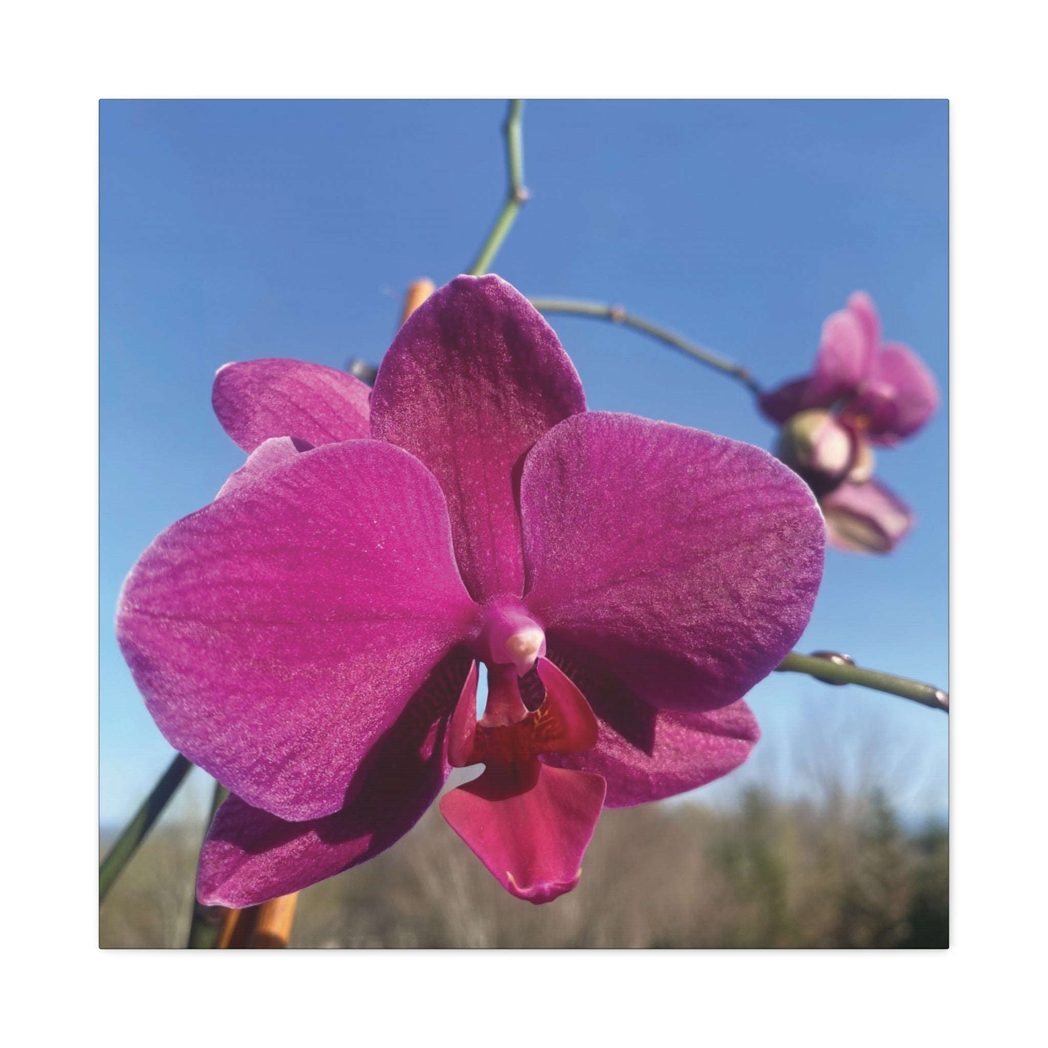 Fuchsia Orchid a Spring Photo Canvas Print — Matte Stretched 1.25"