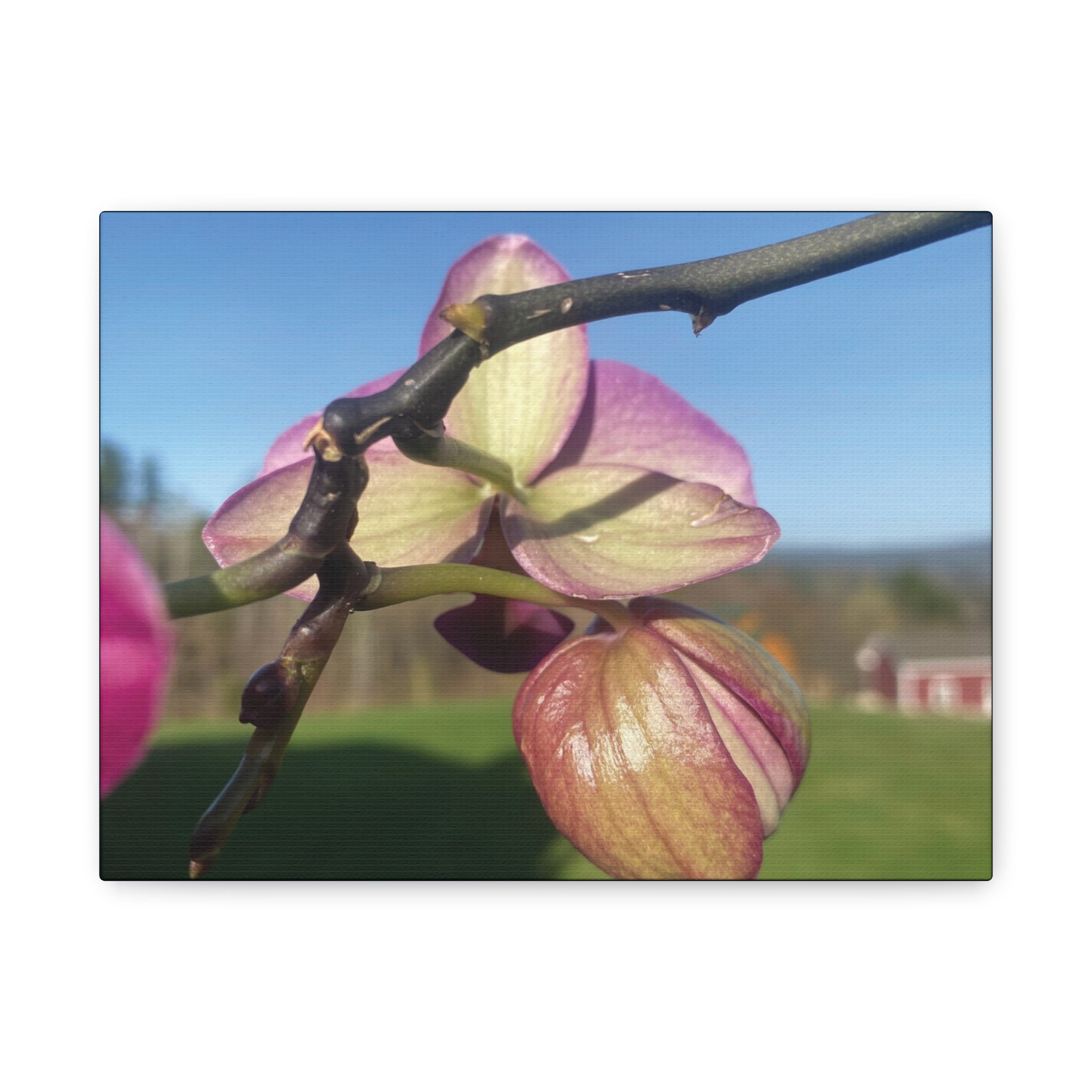 Fuchsia Orchid d Matte Canvas Wall Art — Stretched 1.25"