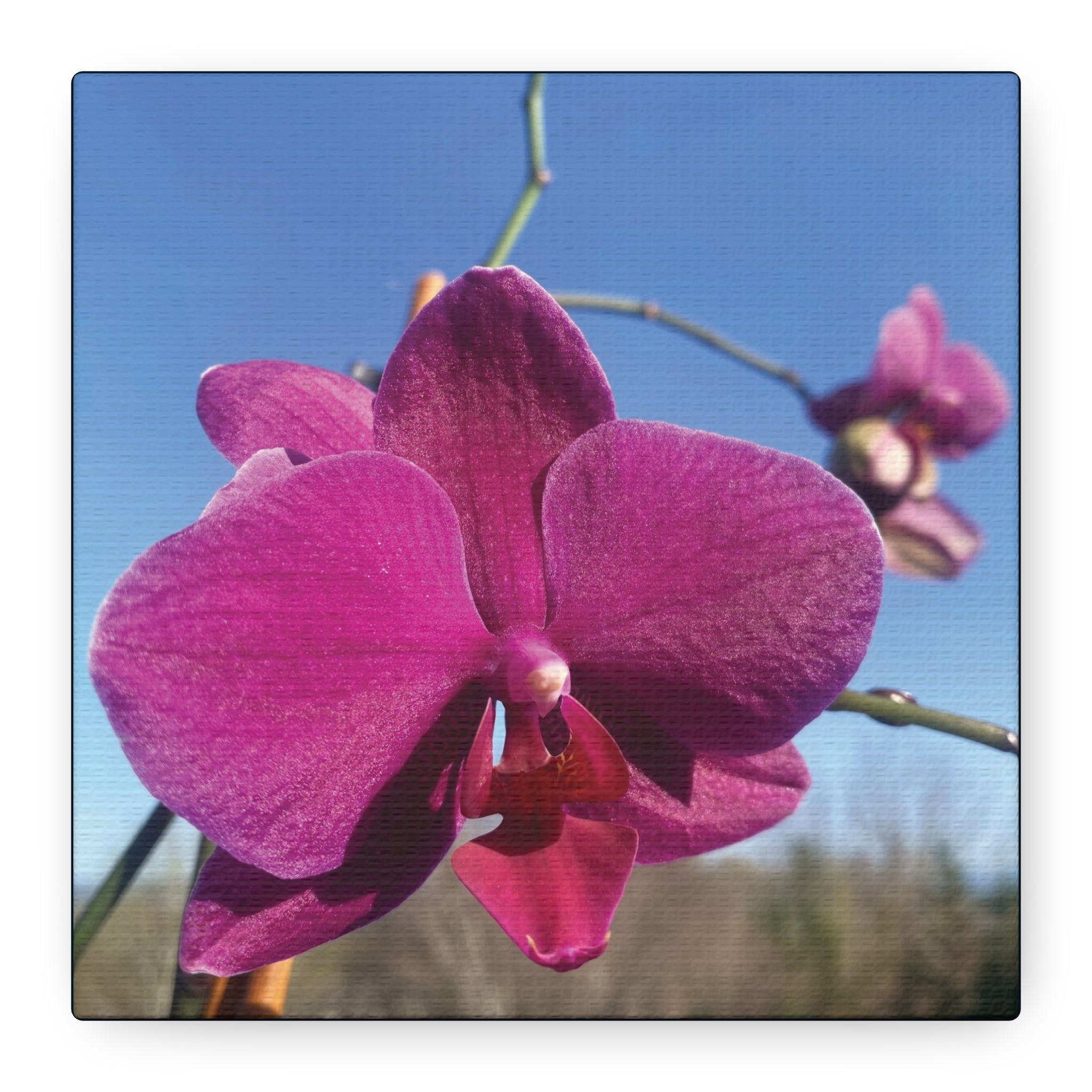 Fuchsia Orchid a Spring Photo Canvas Print — Matte Stretched 1.25"
