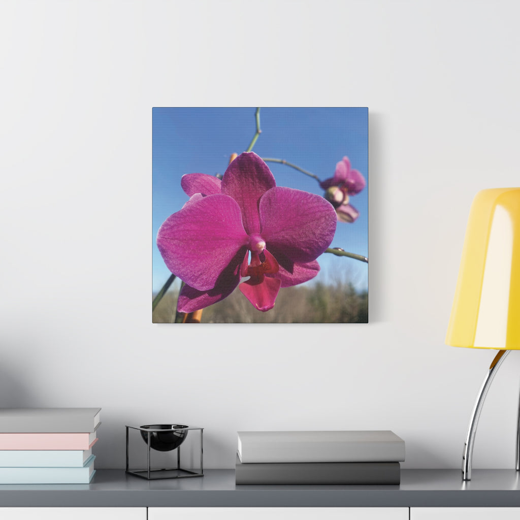 Fuchsia Orchid a Spring Photo Canvas Print — Matte Stretched 1.25"