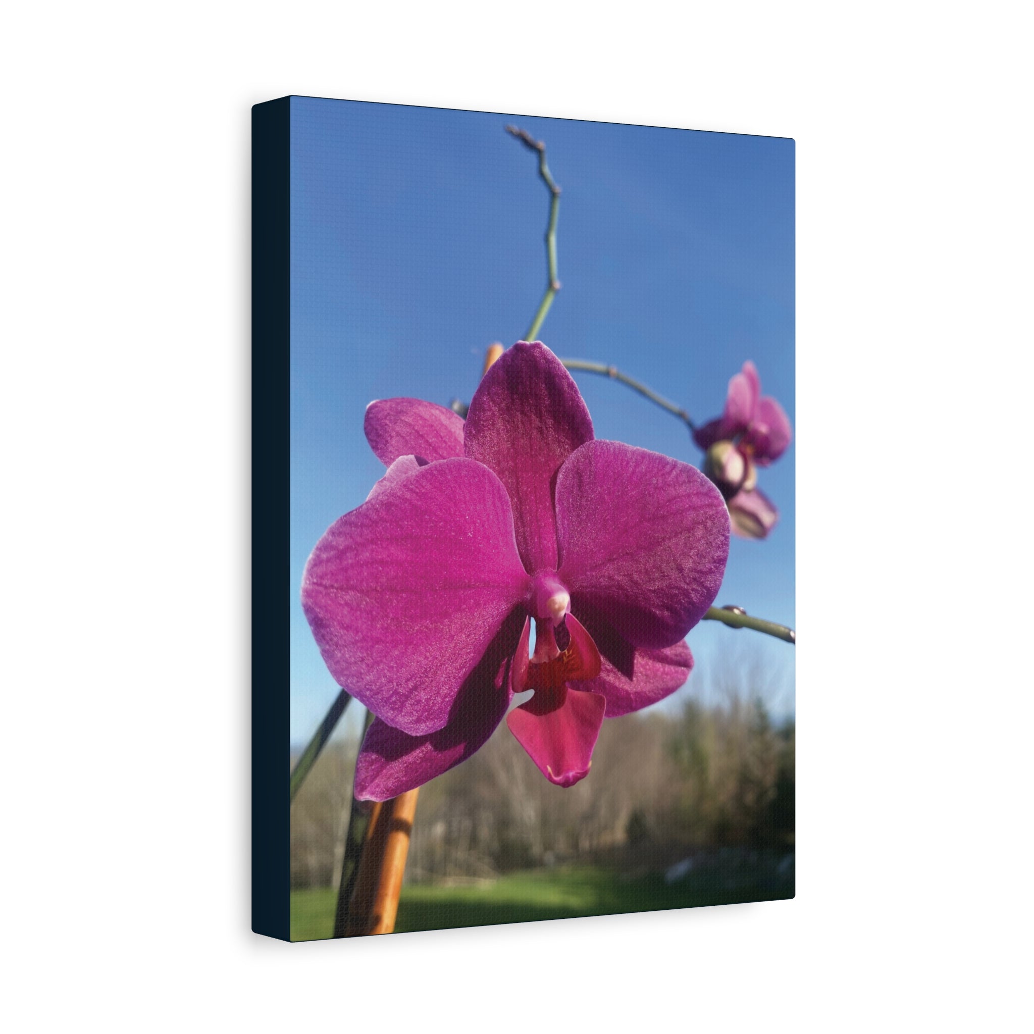 Fuchsia Orchid a Spring Photo Canvas Print — Matte Stretched 1.25"