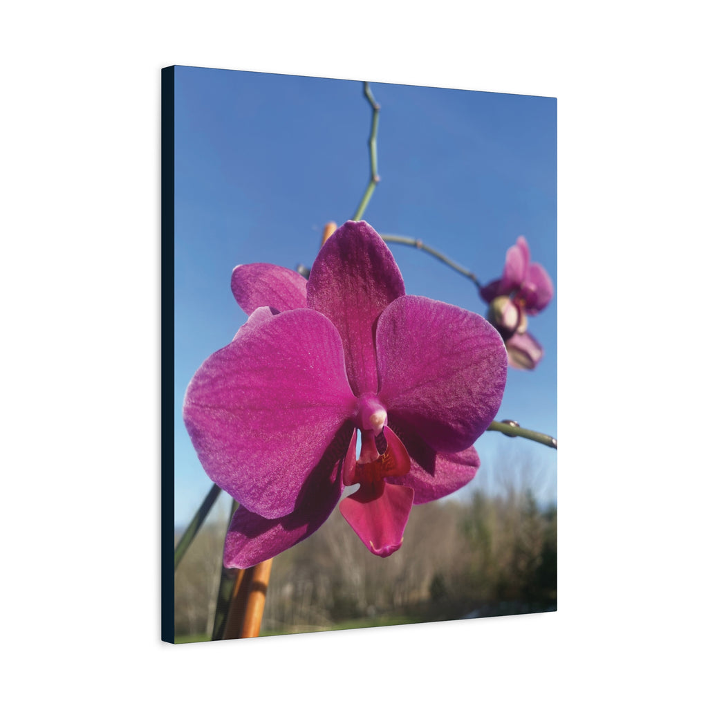 Fuchsia Orchid a Spring Photo Canvas Print — Matte Stretched 1.25"