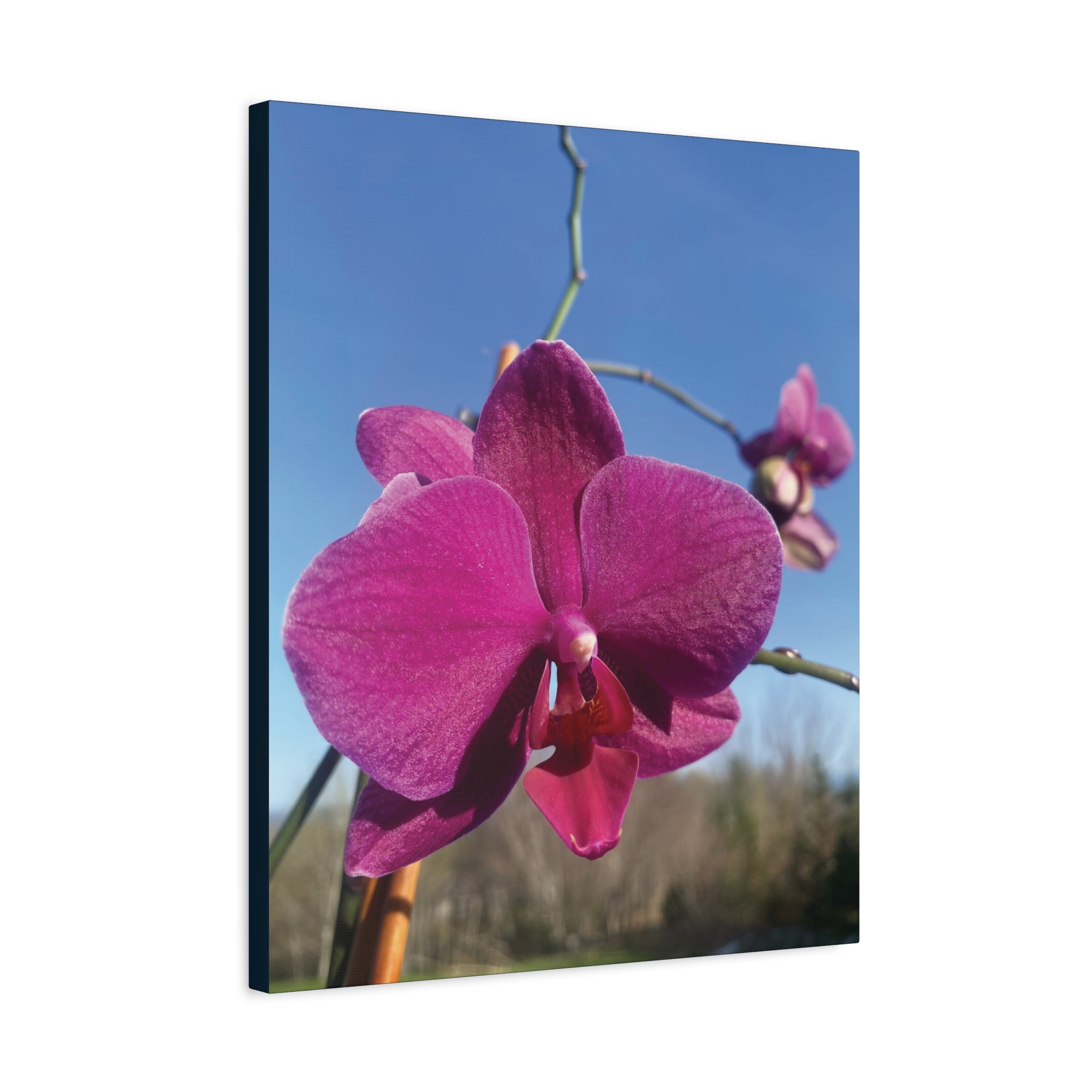 Fuchsia Orchid a Spring Photo Canvas Print — Matte Stretched 1.25"