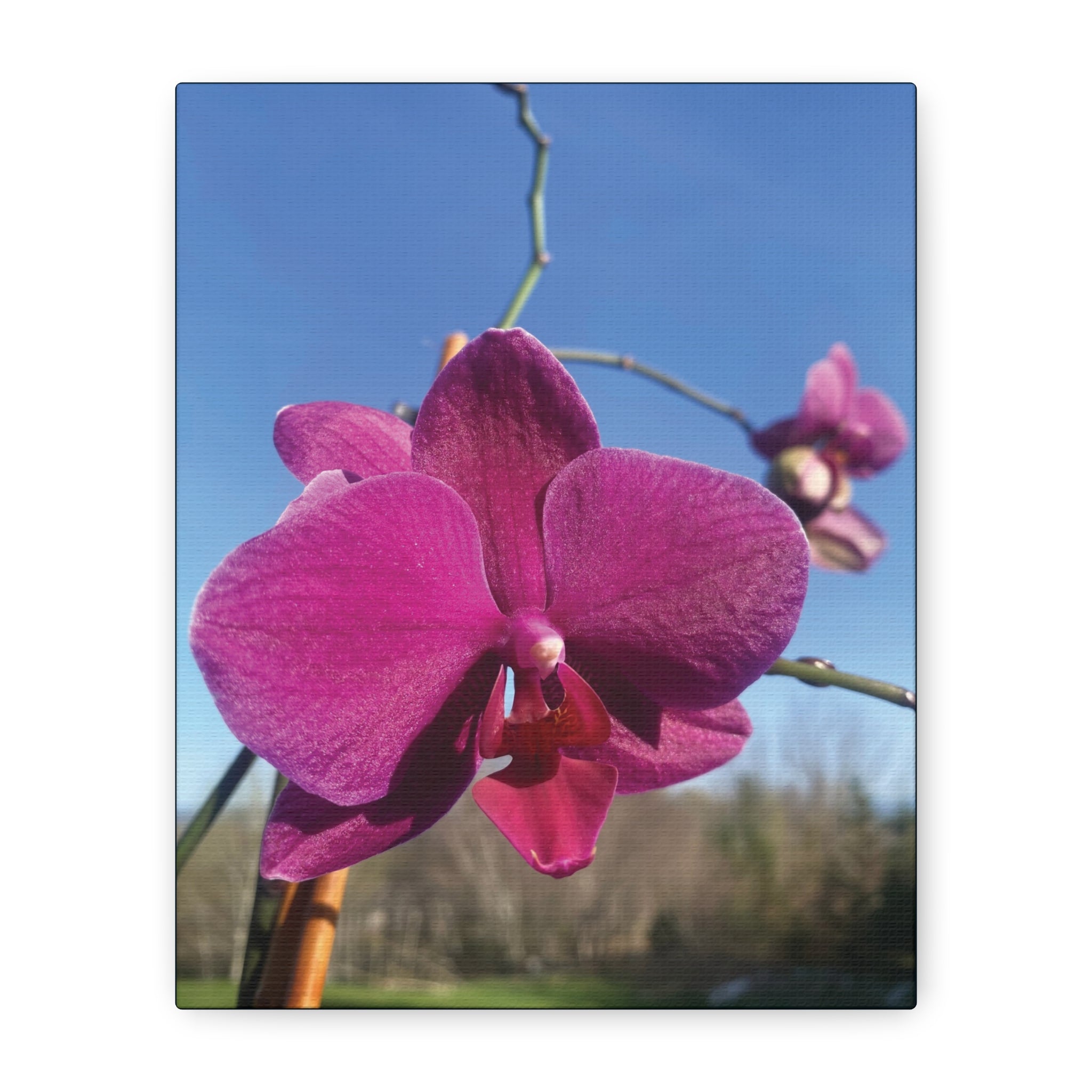 Fuchsia Orchid a Spring Photo Canvas Print — Matte Stretched 1.25"