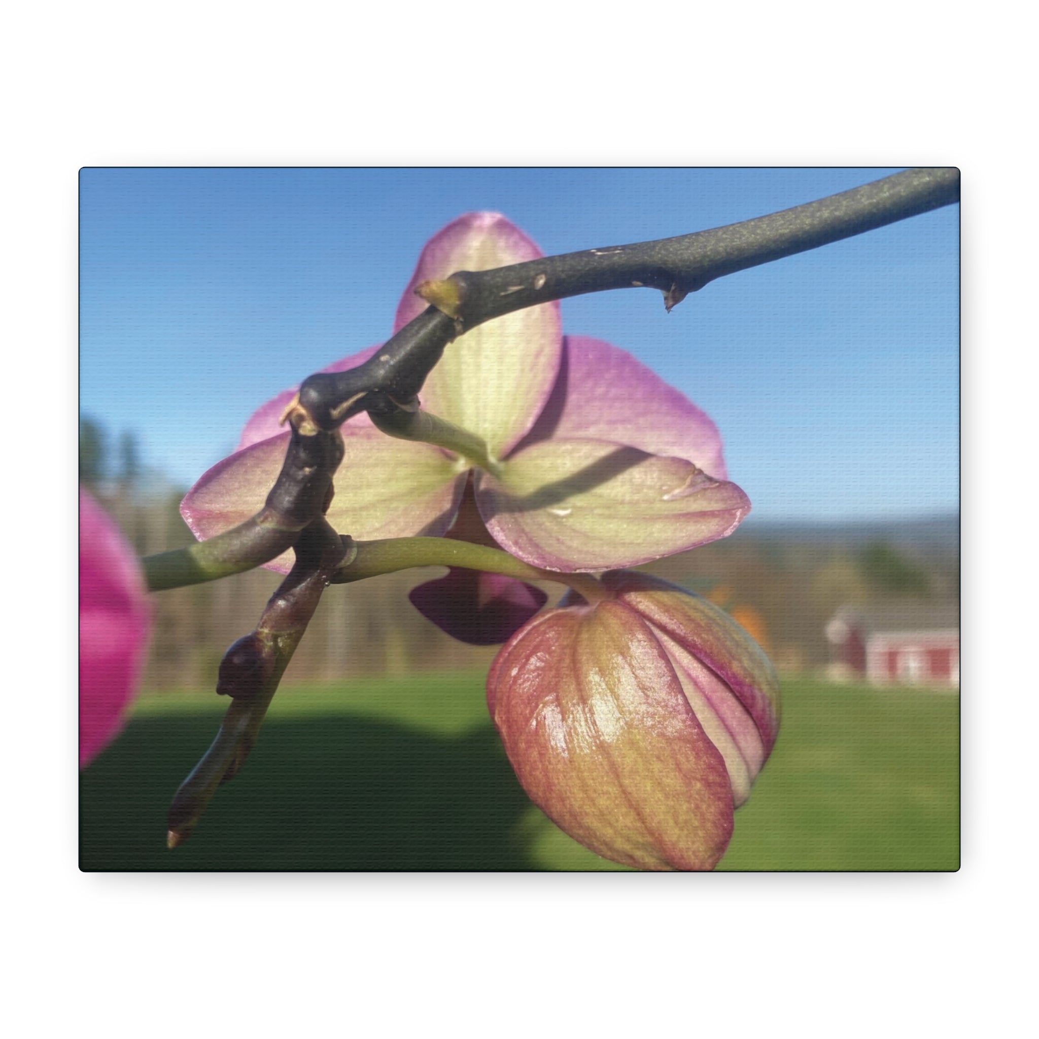 Fuchsia Orchid d Matte Canvas Wall Art — Stretched 1.25"