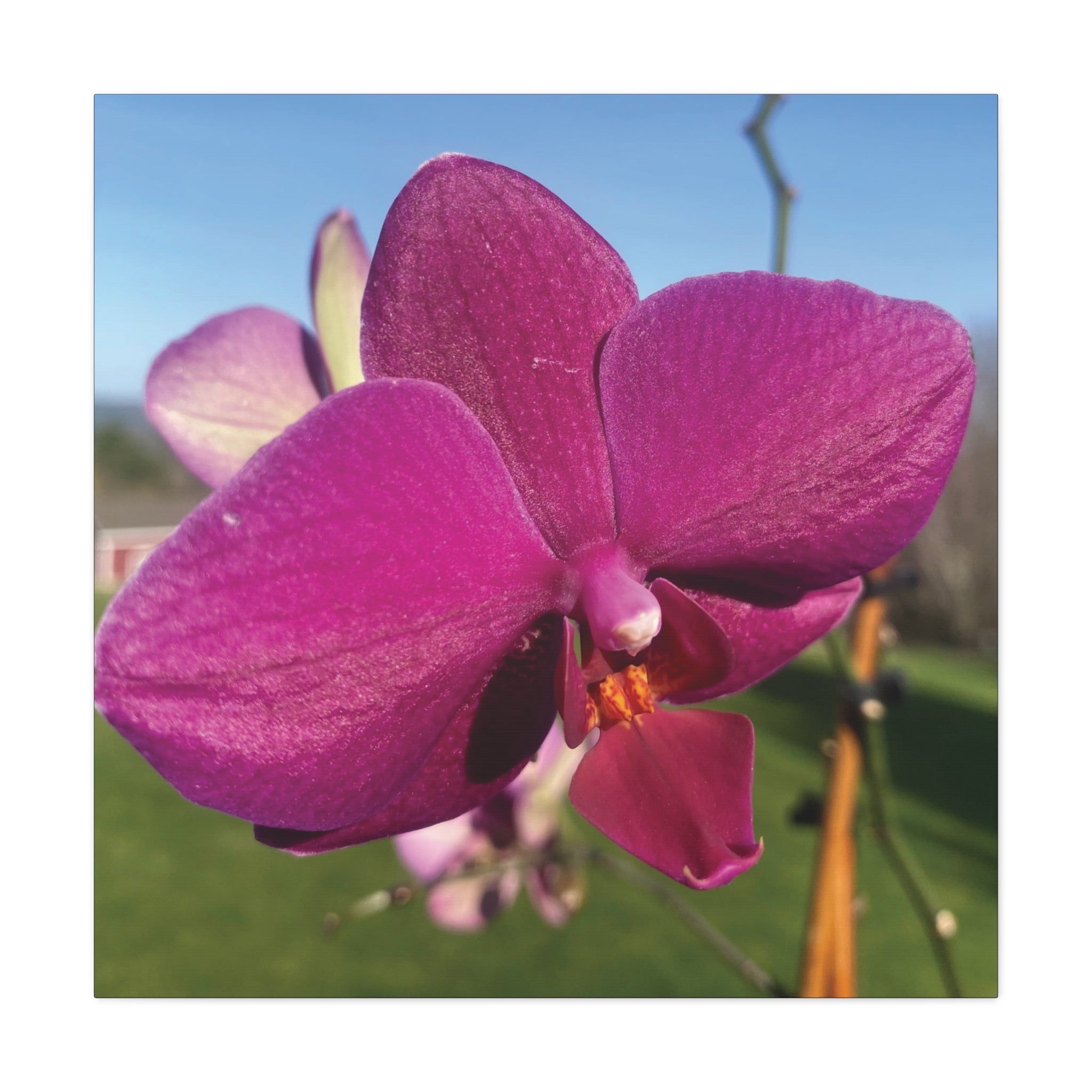 Fuchsia Orchid b Matte Canvas Wall Art — Stretched 1.25"