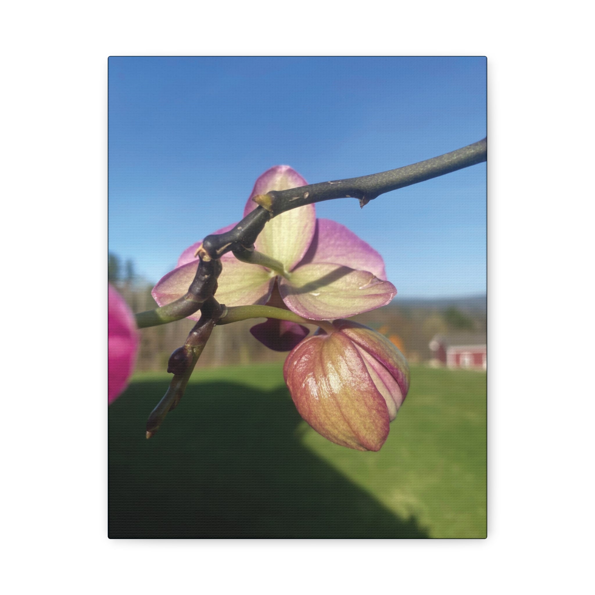 Fuchsia Orchid d Matte Canvas Wall Art — Stretched 1.25"