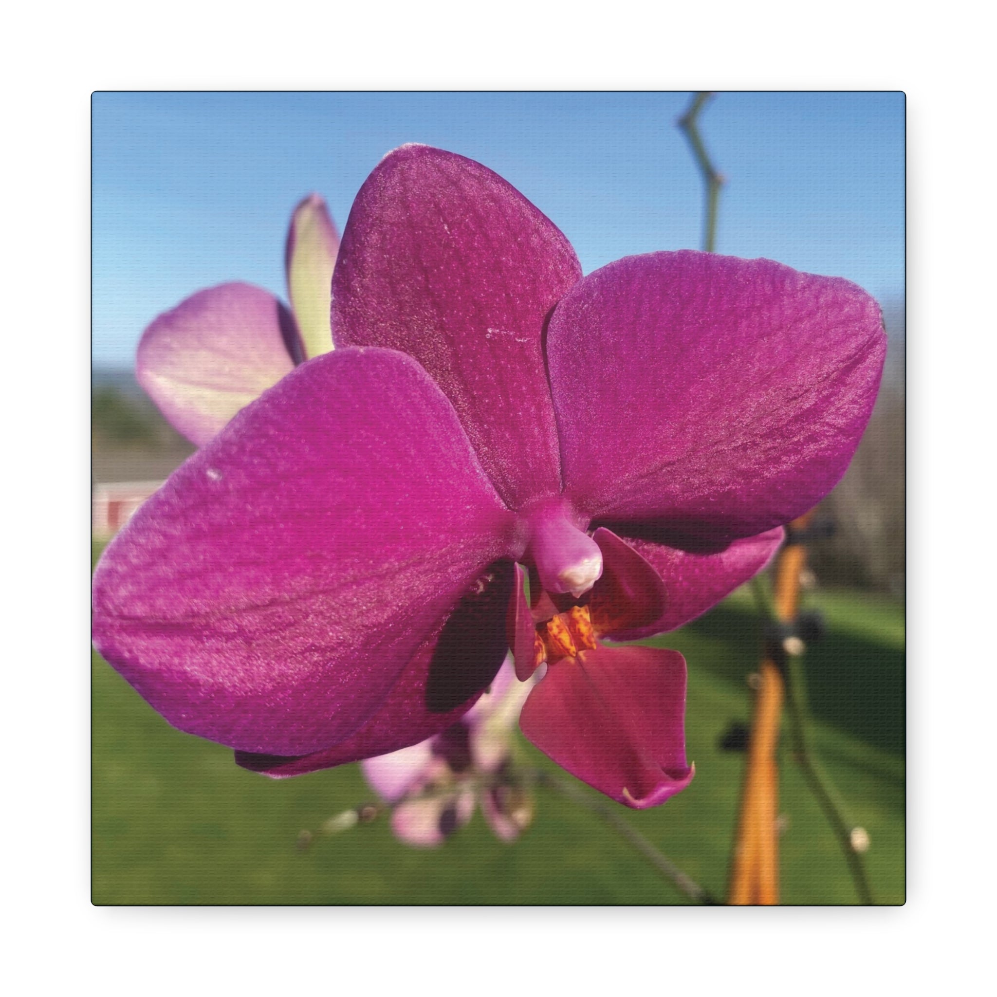 Fuchsia Orchid b Matte Canvas Wall Art — Stretched 1.25"
