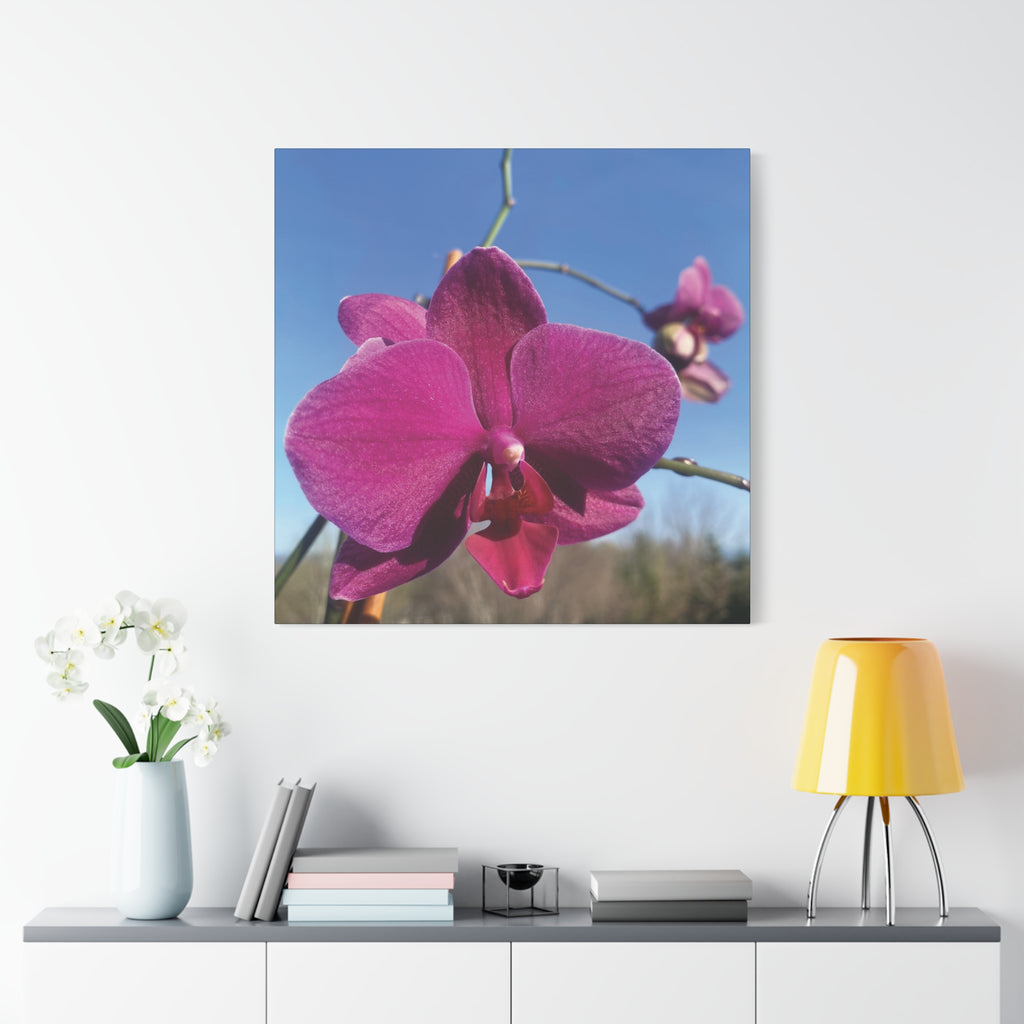 Fuchsia Orchid a Spring Photo Canvas Print — Matte Stretched 1.25"