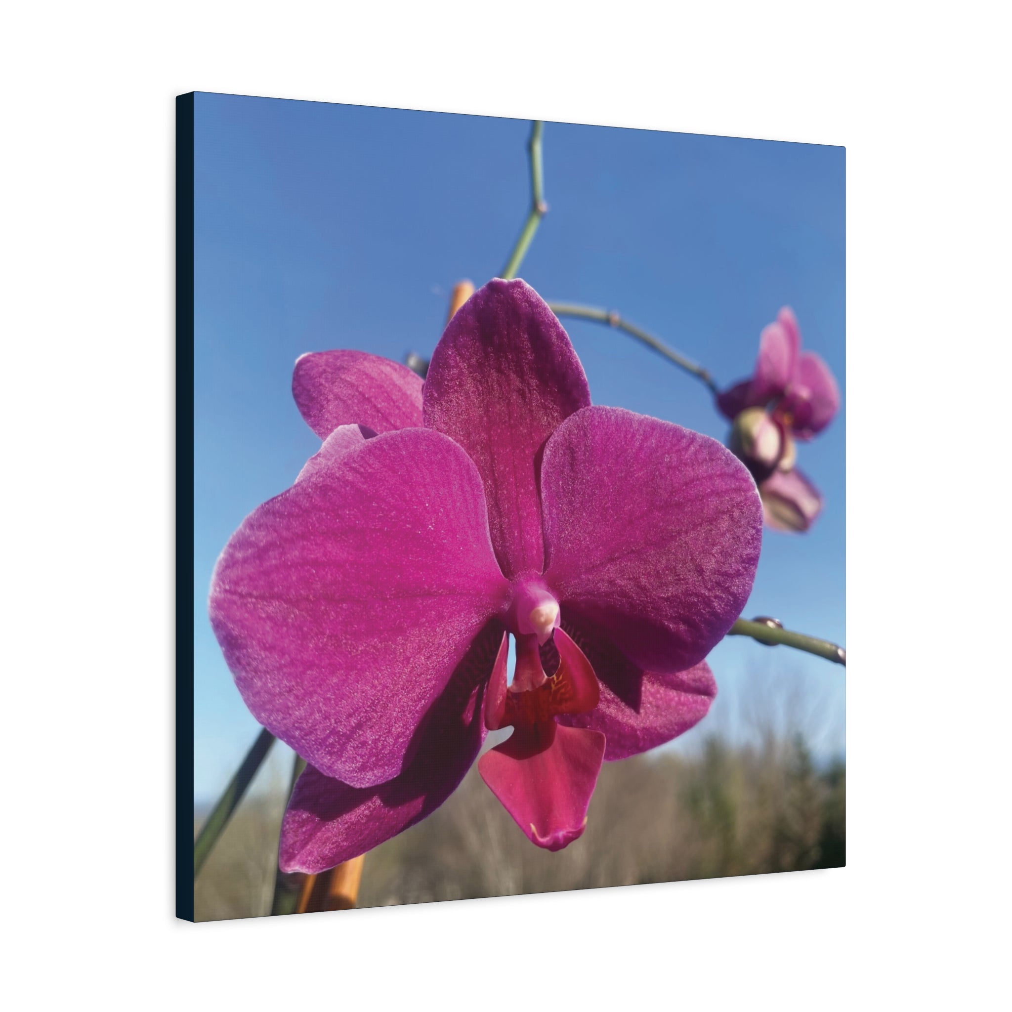 Fuchsia Orchid a Spring Photo Canvas Print — Matte Stretched 1.25"