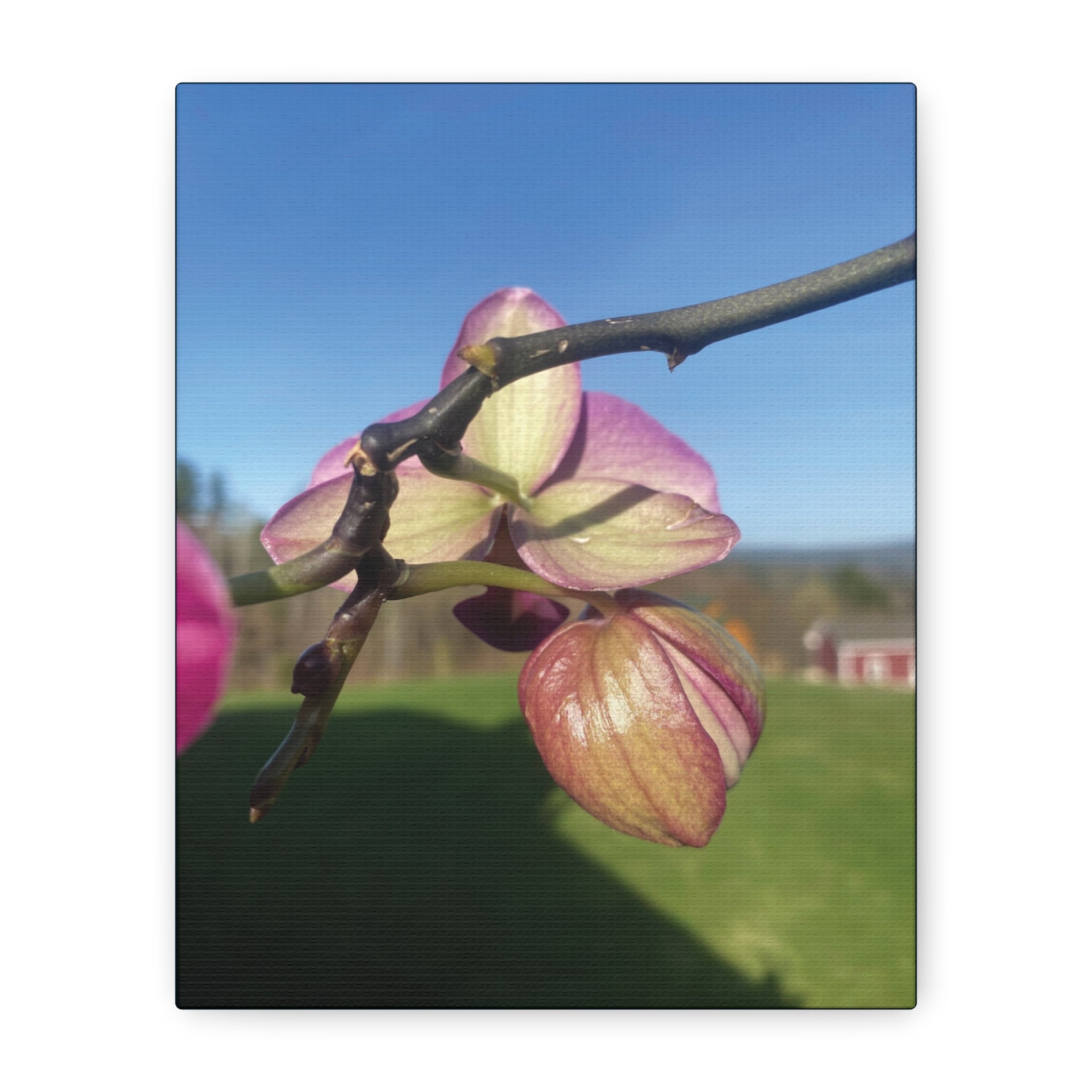 Fuchsia Orchid d Matte Canvas Wall Art — Stretched 1.25"