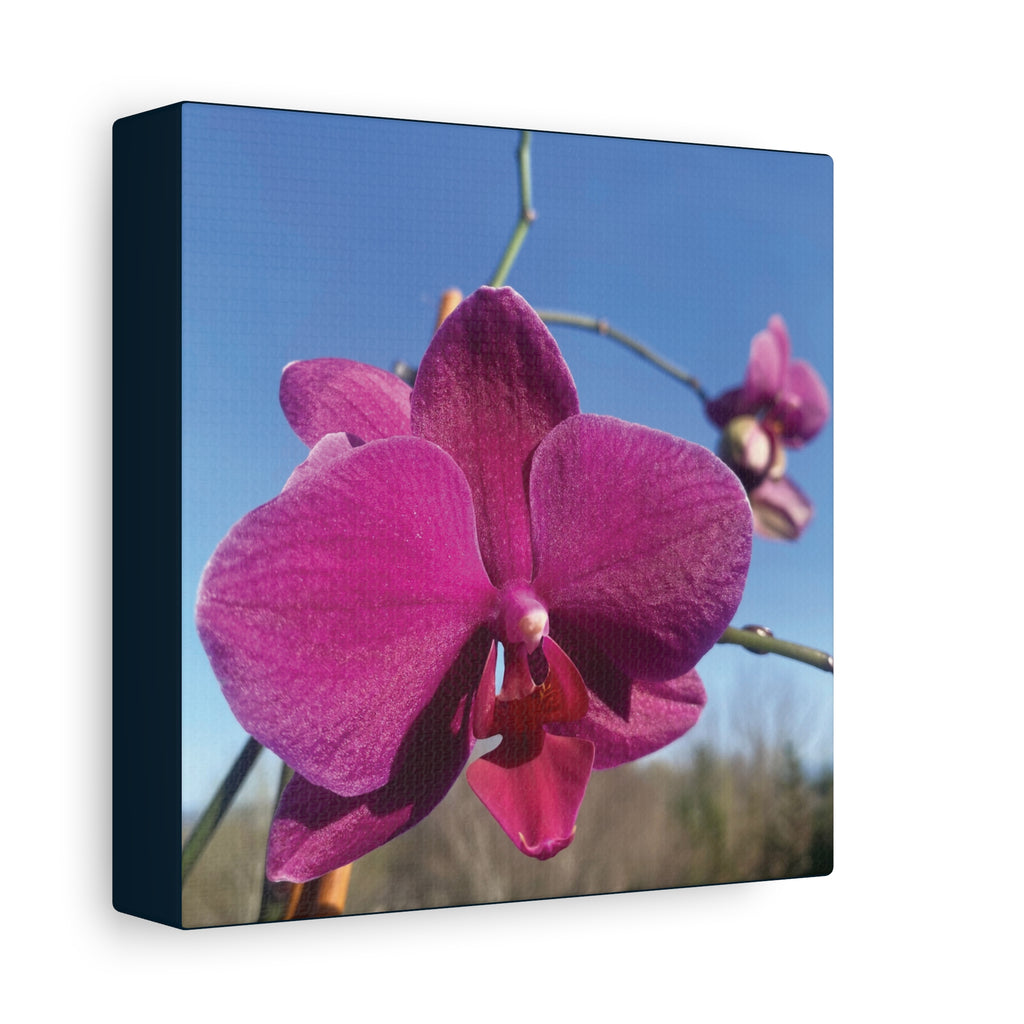 Fuchsia Orchid a Spring Photo Canvas Print — Matte Stretched 1.25"