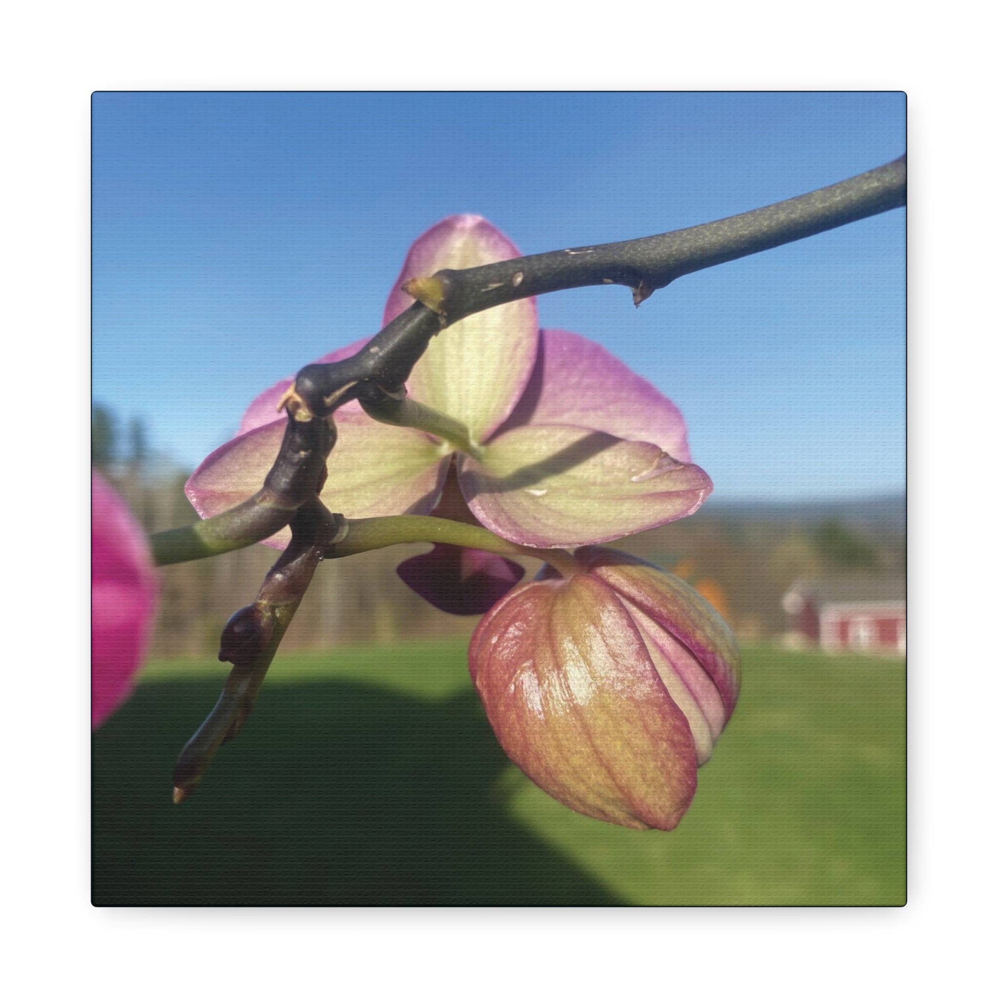 Fuchsia Orchid d Matte Canvas Wall Art — Stretched 1.25"