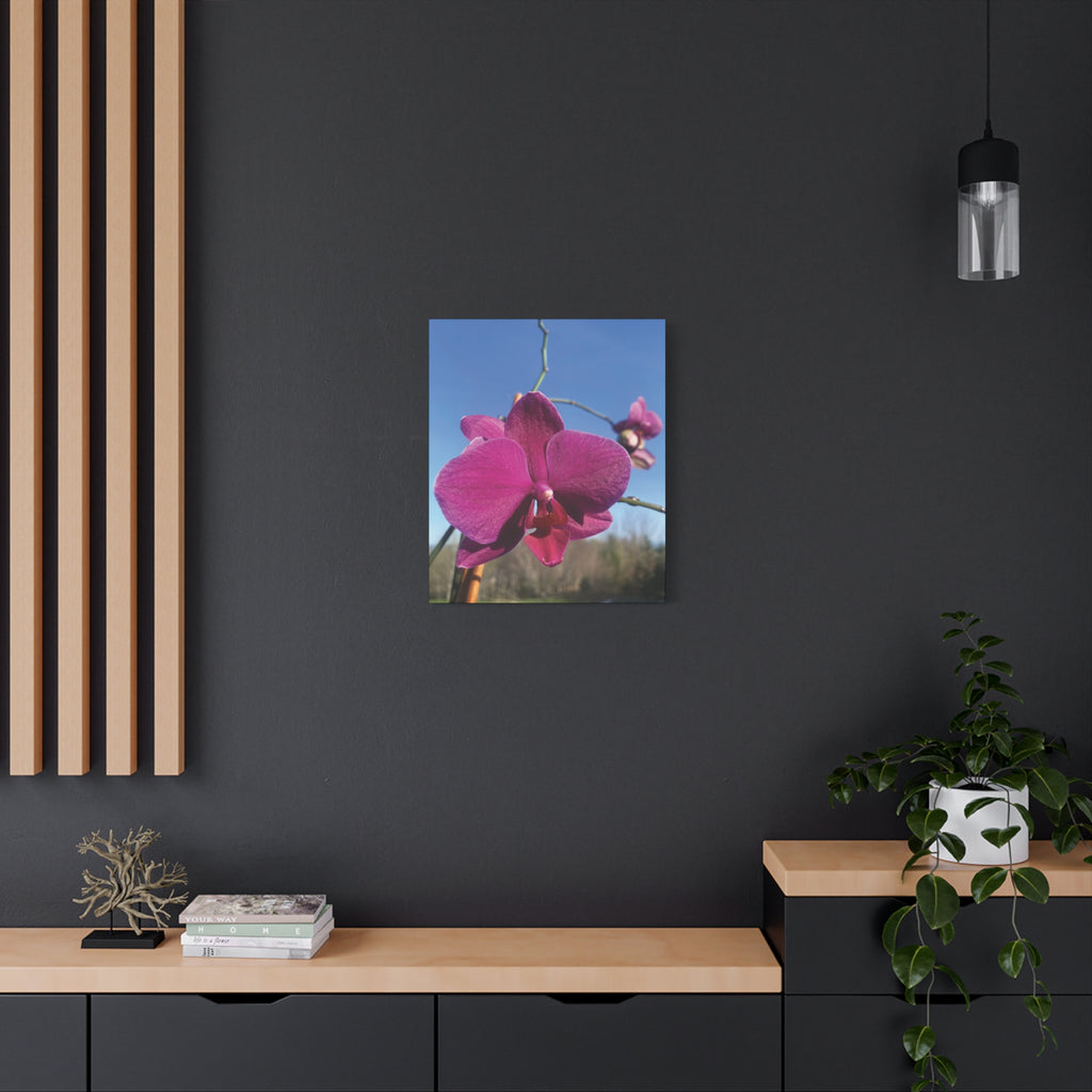 Fuchsia Orchid a Spring Photo Canvas Print — Matte Stretched 1.25"