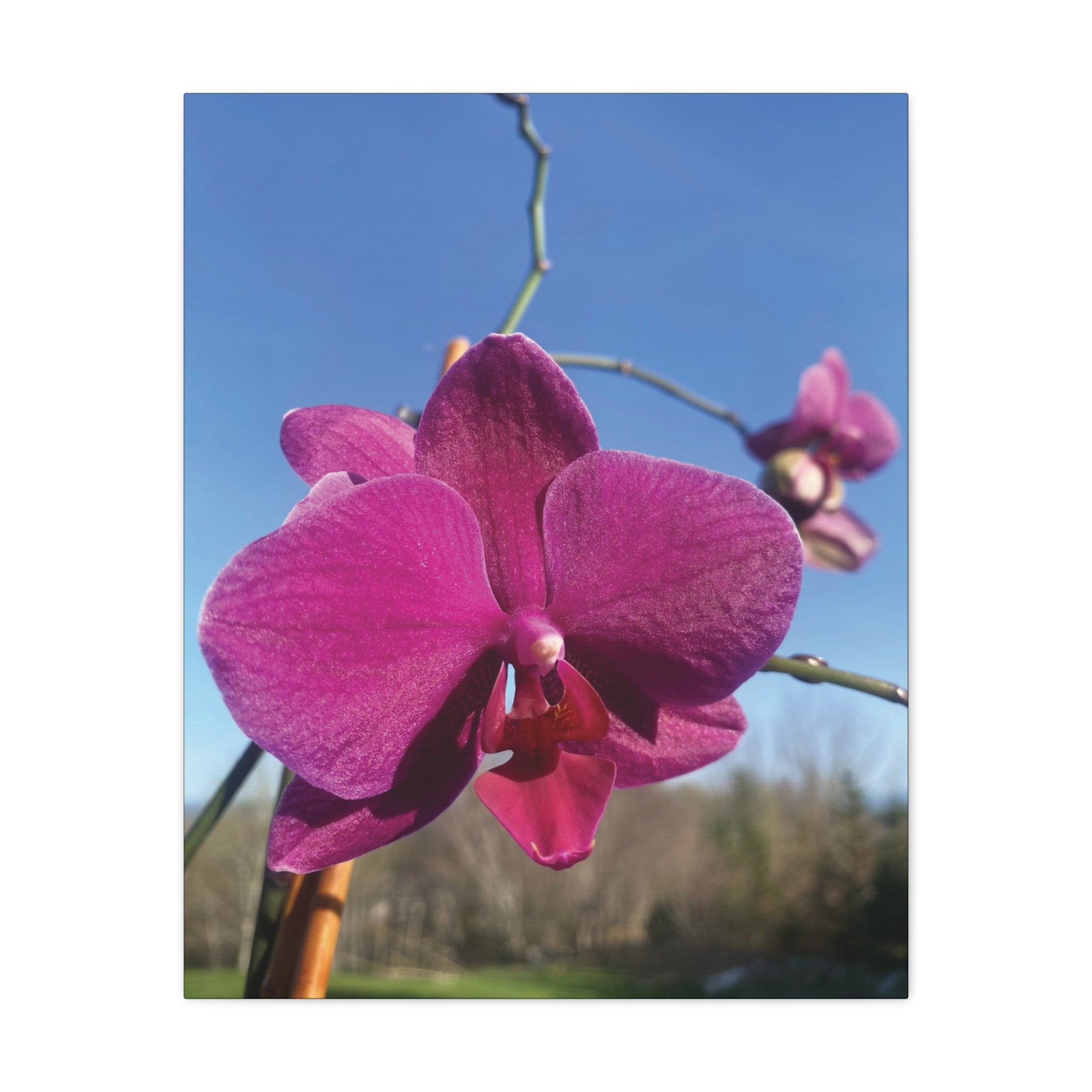 Fuchsia Orchid a Spring Photo Canvas Print — Matte Stretched 1.25"