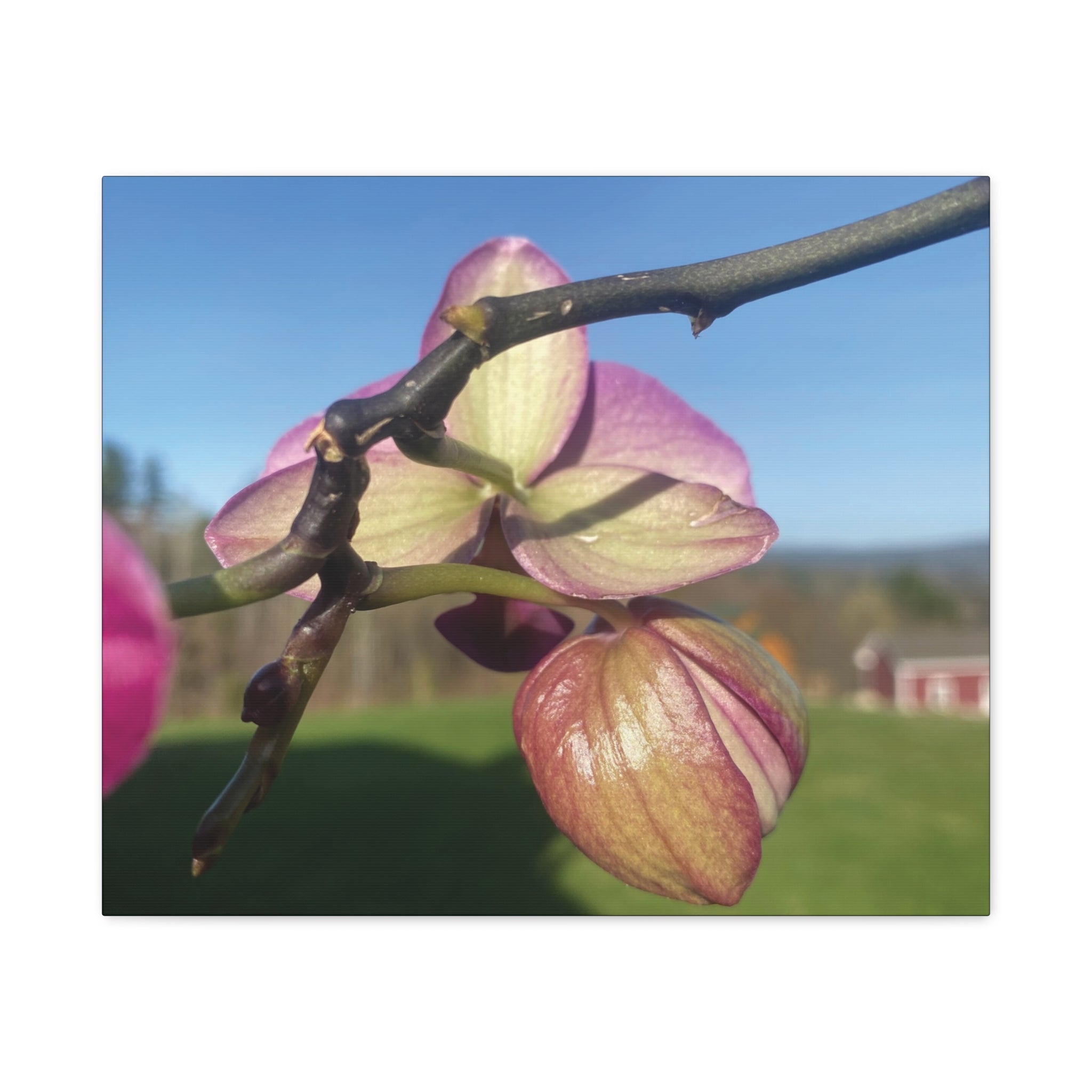 Fuchsia Orchid d Matte Canvas Wall Art — Stretched 1.25"