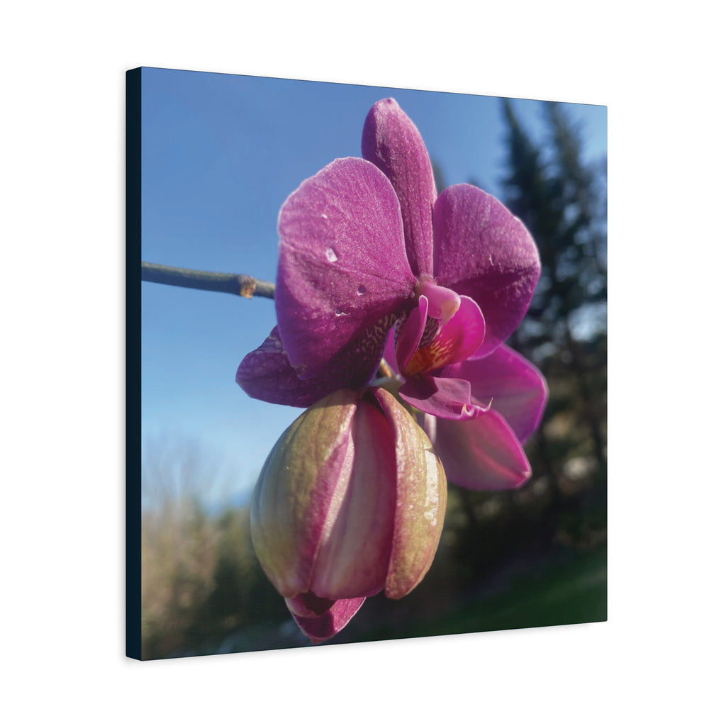Fuchsia Orchid c Matte Canvas Wall Art — Stretched 1.25"