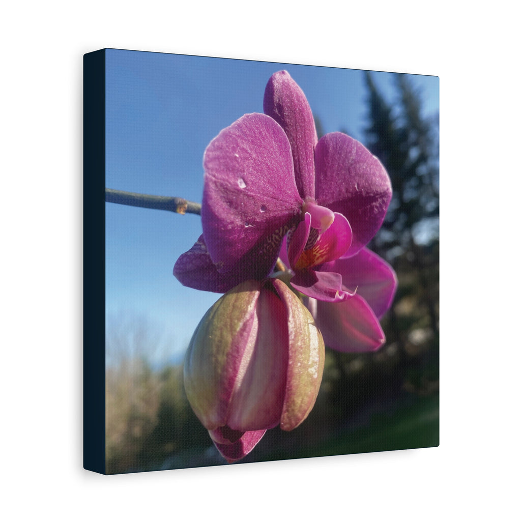 Fuchsia Orchid c Matte Canvas Wall Art — Stretched 1.25"