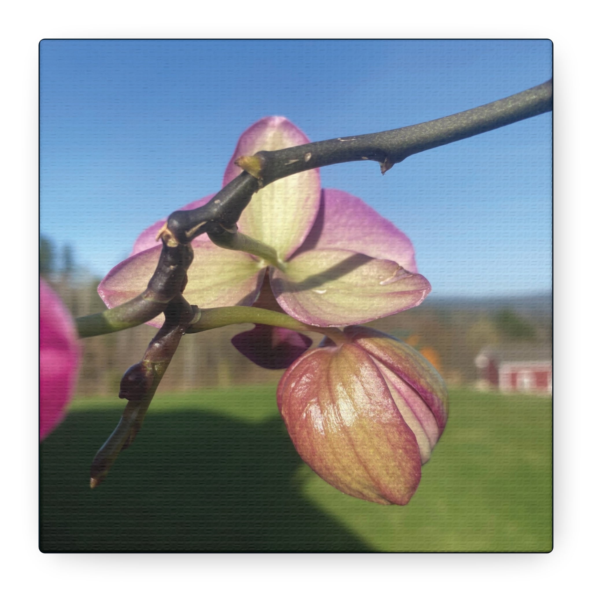 Fuchsia Orchid d Matte Canvas Wall Art — Stretched 1.25"