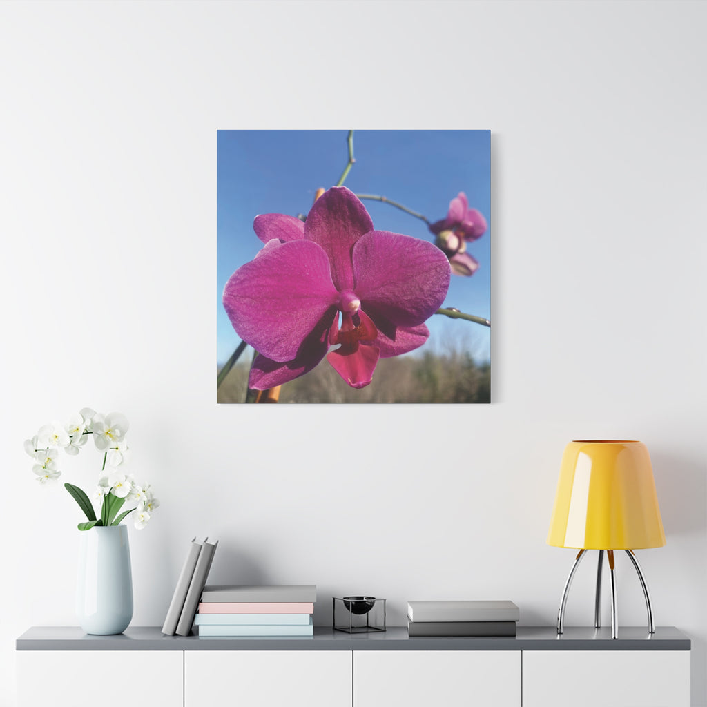 Fuchsia Orchid a Spring Photo Canvas Print — Matte Stretched 1.25"