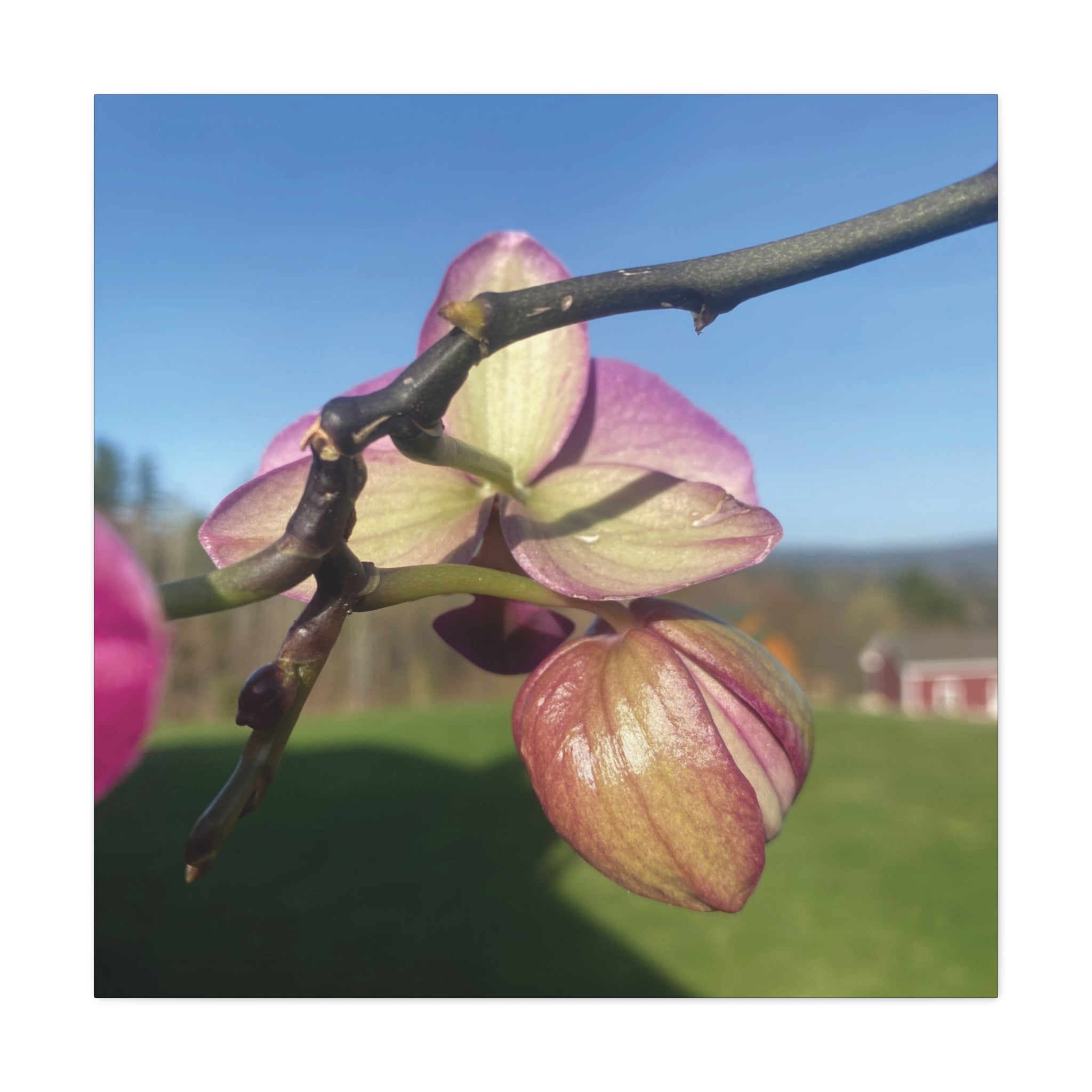 Fuchsia Orchid d Matte Canvas Wall Art — Stretched 1.25"