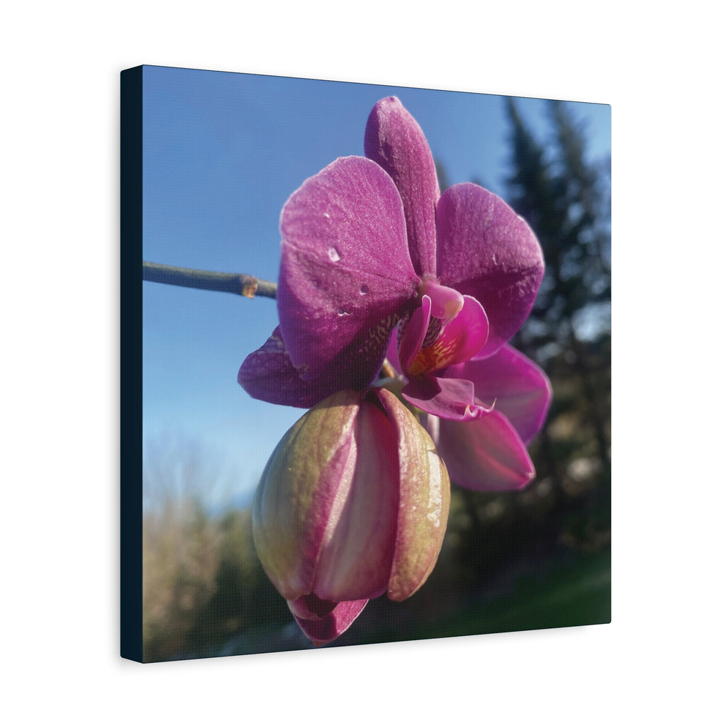 Fuchsia Orchid c Matte Canvas Wall Art — Stretched 1.25"