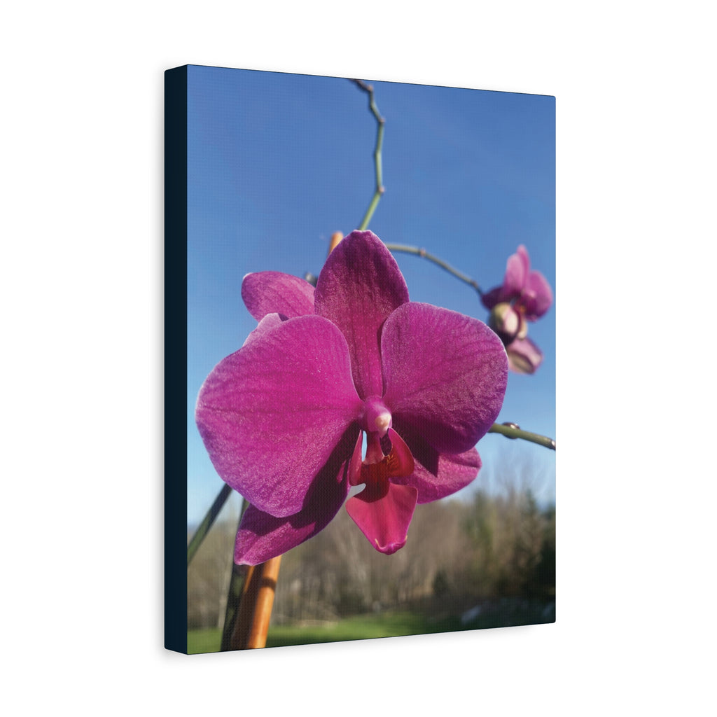 Fuchsia Orchid a Spring Photo Canvas Print — Matte Stretched 1.25"