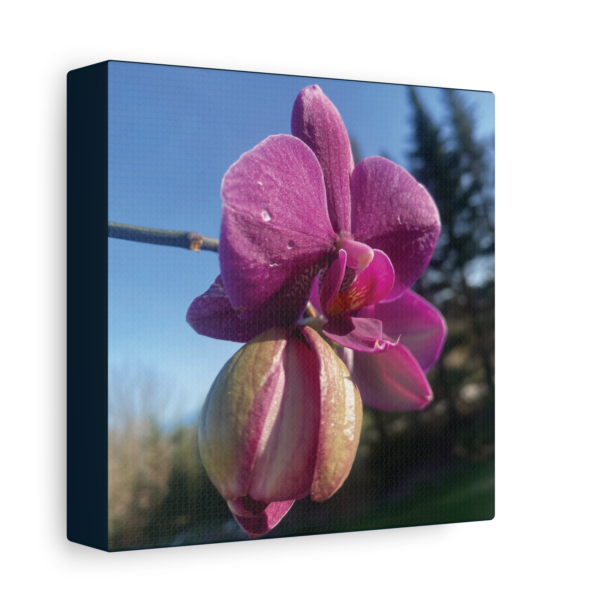 Fuchsia Orchid c Matte Canvas Wall Art — Stretched 1.25"