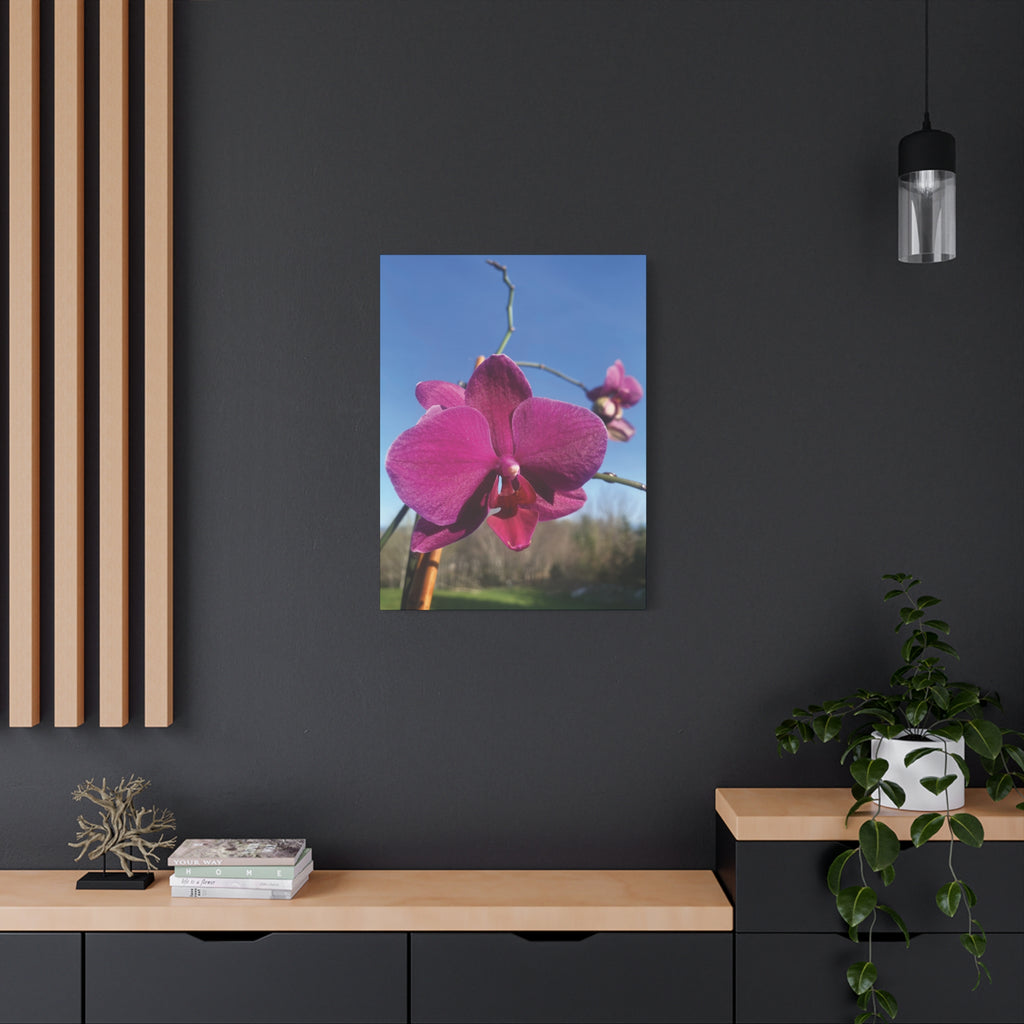 Fuchsia Orchid a Spring Photo Canvas Print — Matte Stretched 1.25"