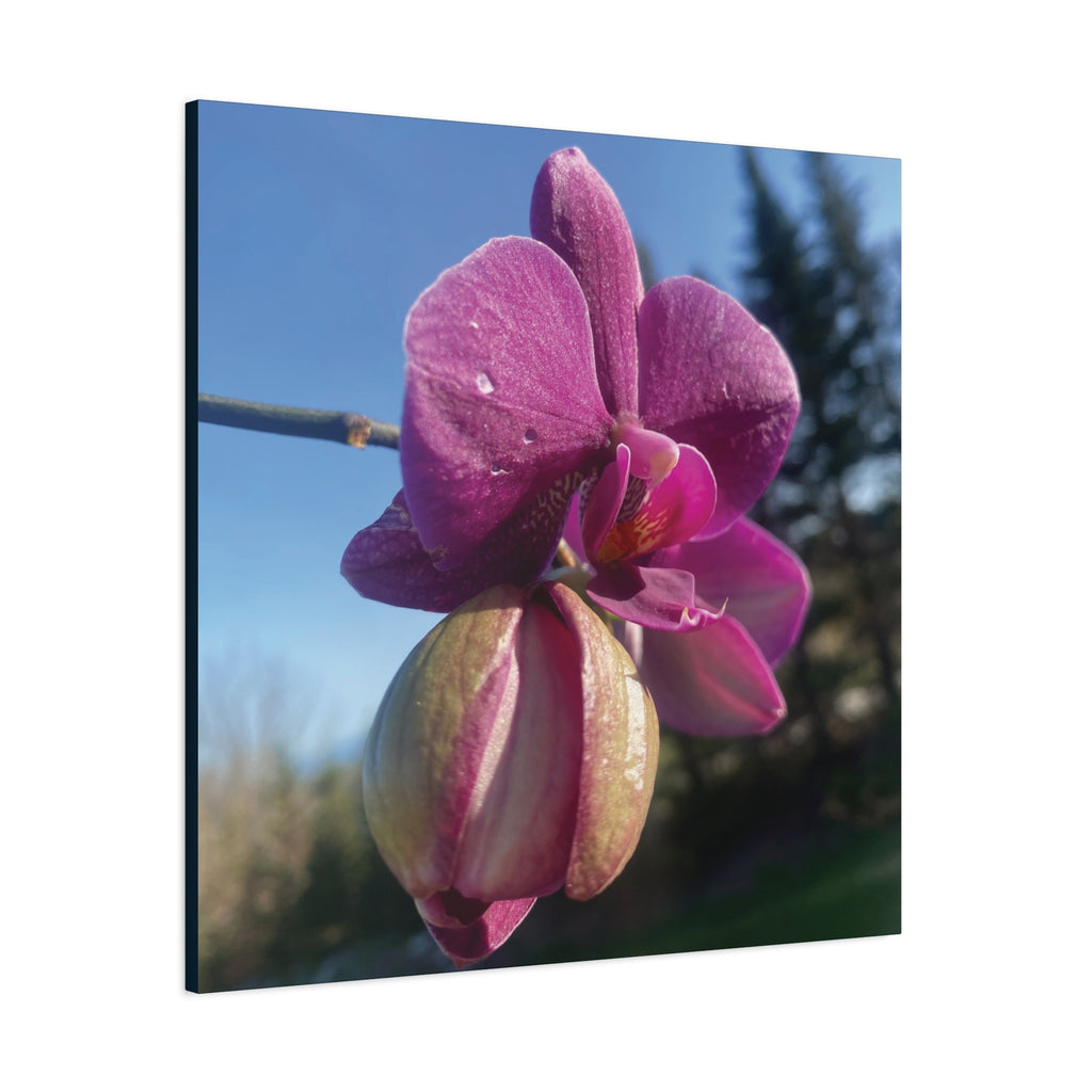 Fuchsia Orchid c Matte Canvas Wall Art — Stretched 1.25"