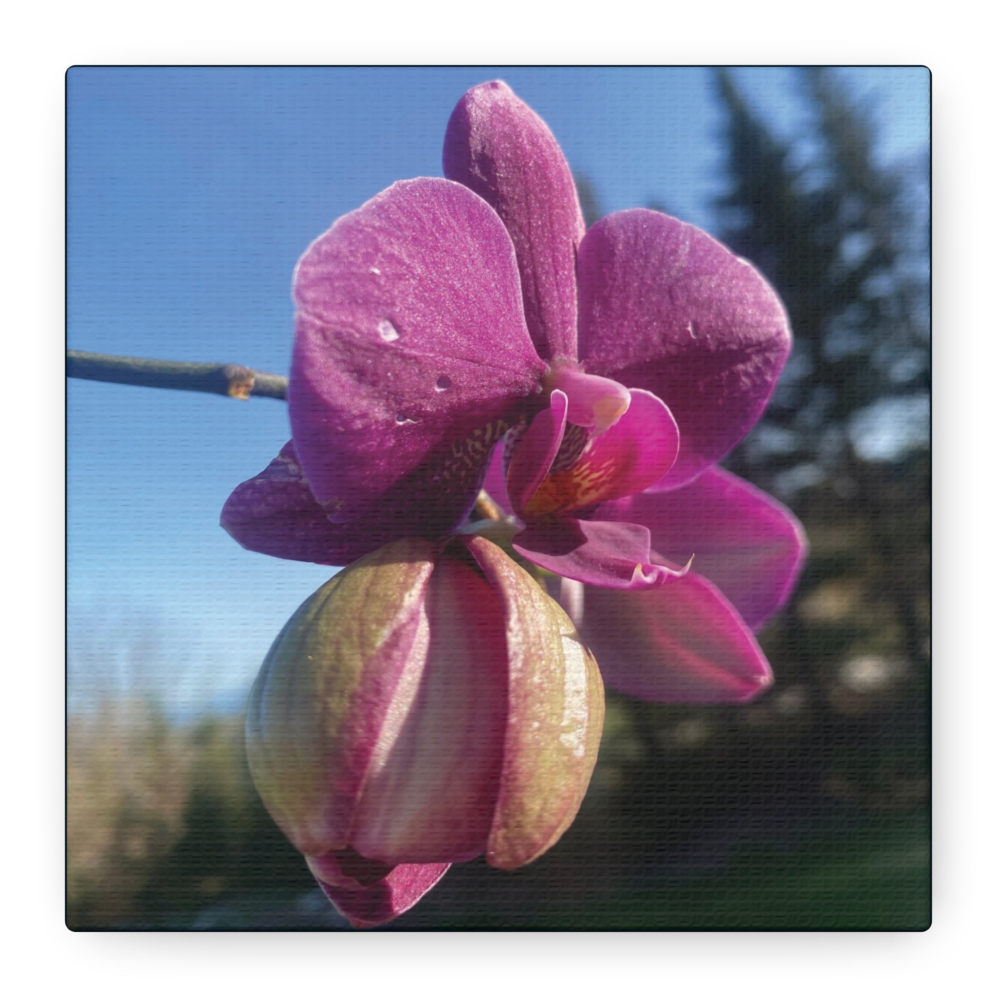 Fuchsia Orchid c Matte Canvas Wall Art — Stretched 1.25"